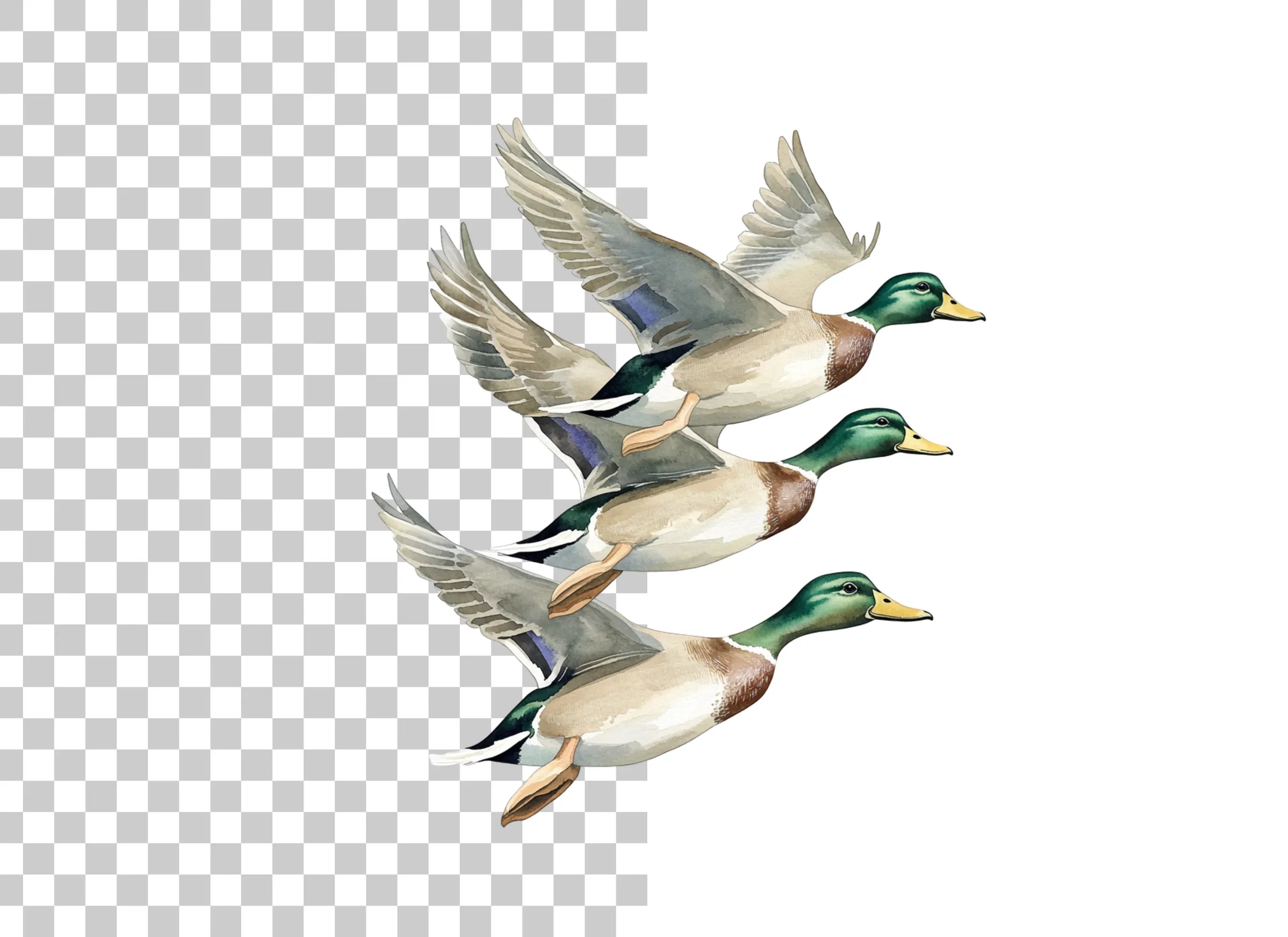 Flying Mallard Ducks Clipart Bundle