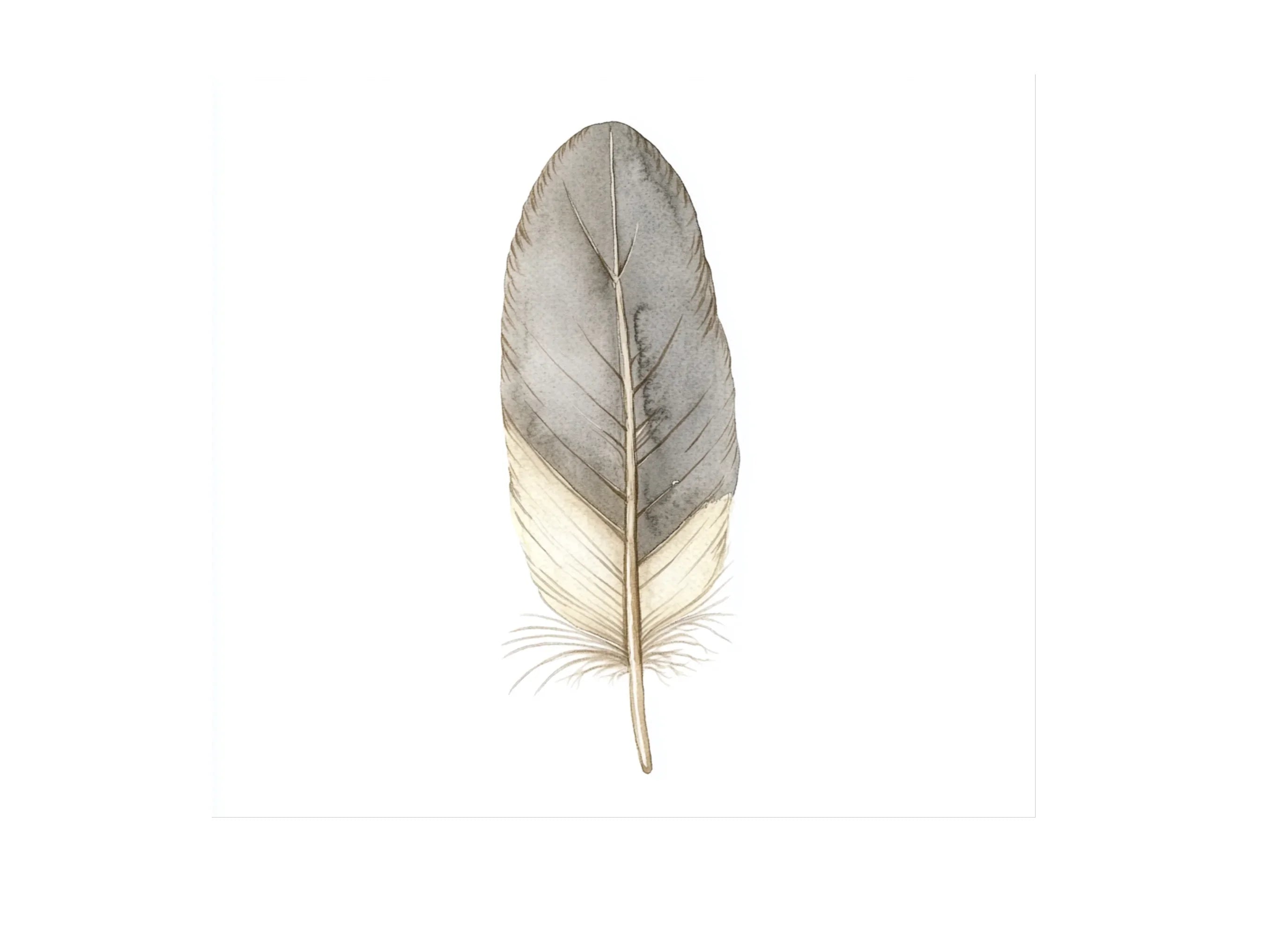 Feather Clipart Bundle