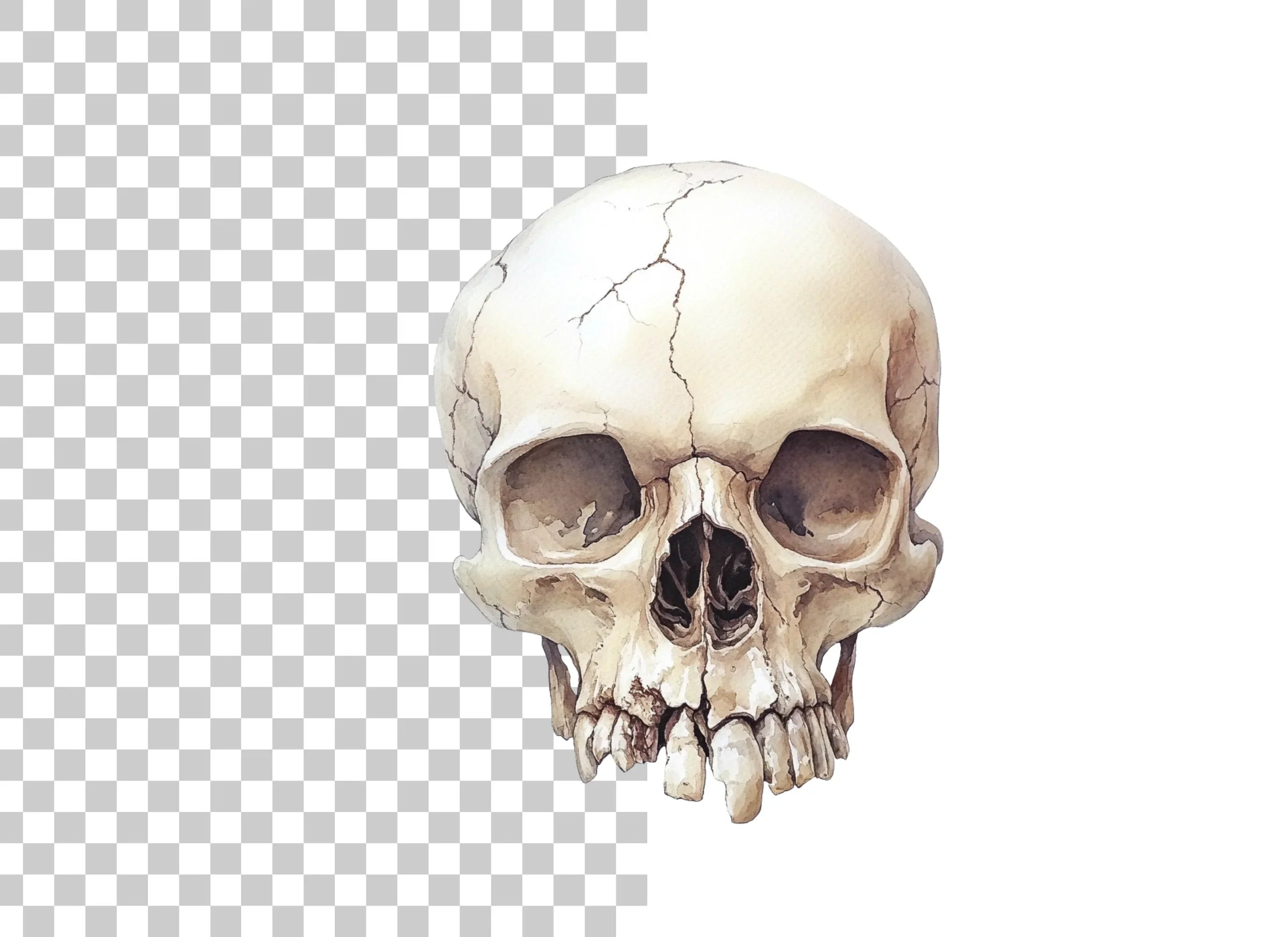 Detailed Skull Illustrations Clipart Bundle