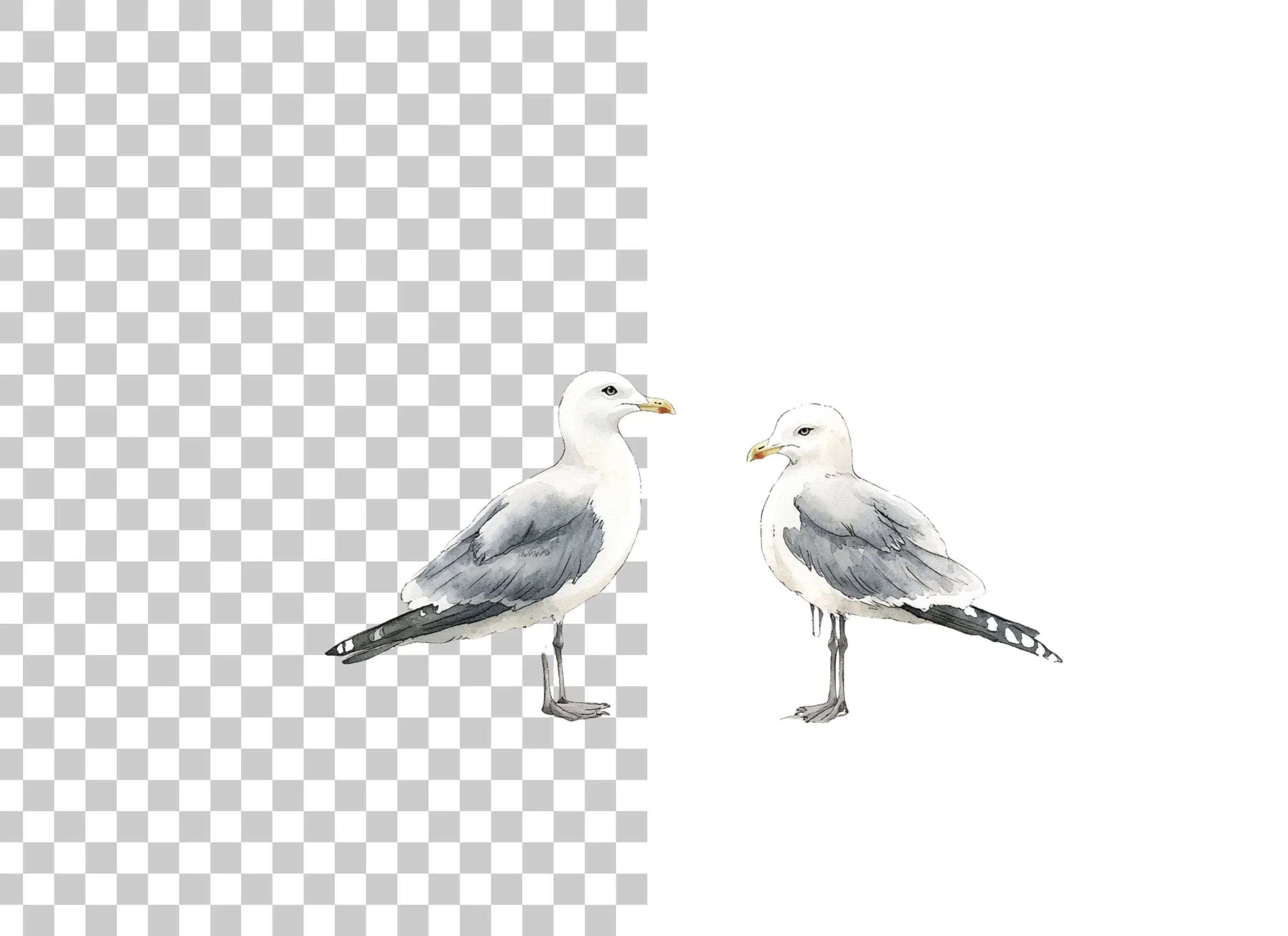 Seagull Clipart Bundle