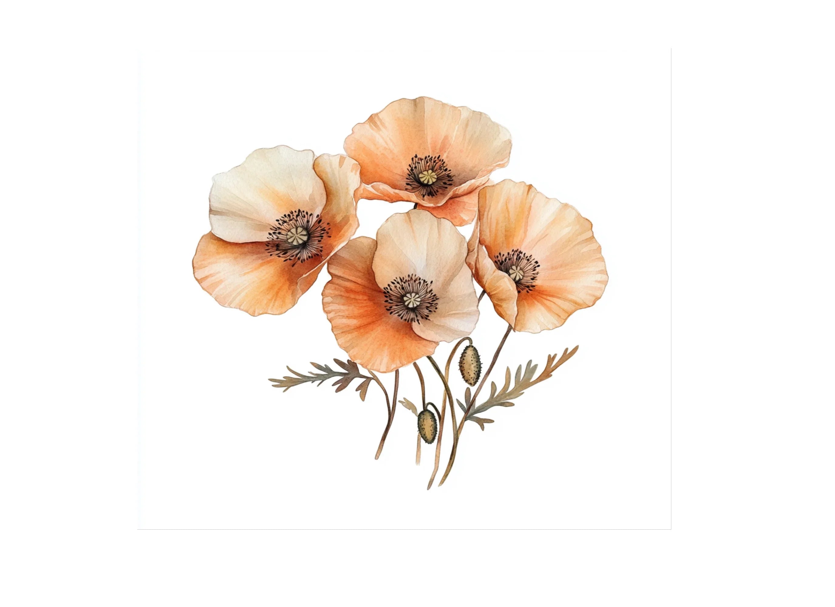 Poppy Clipart Bundle