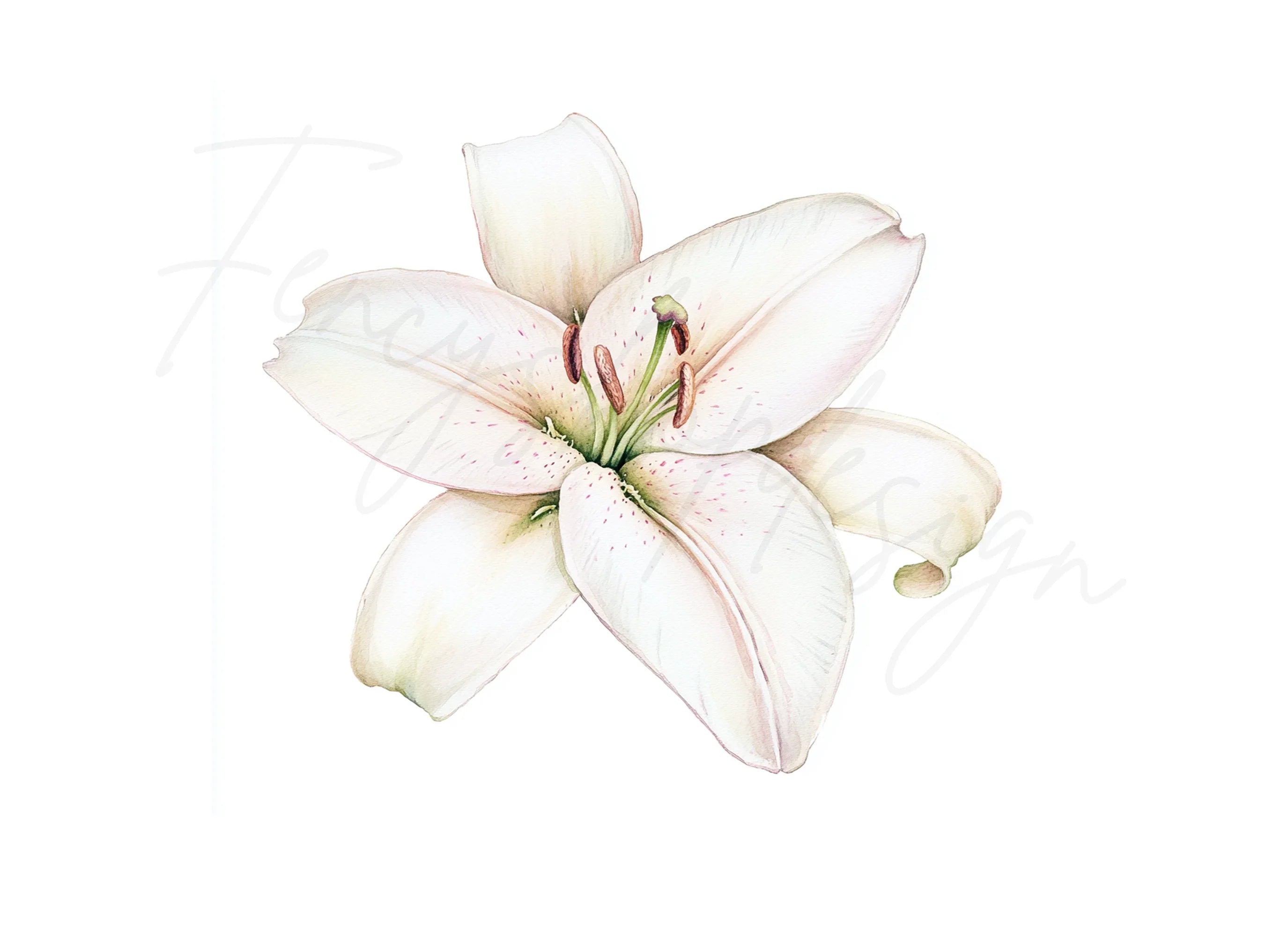 Elegant White Lily Flower Clipart Bundle