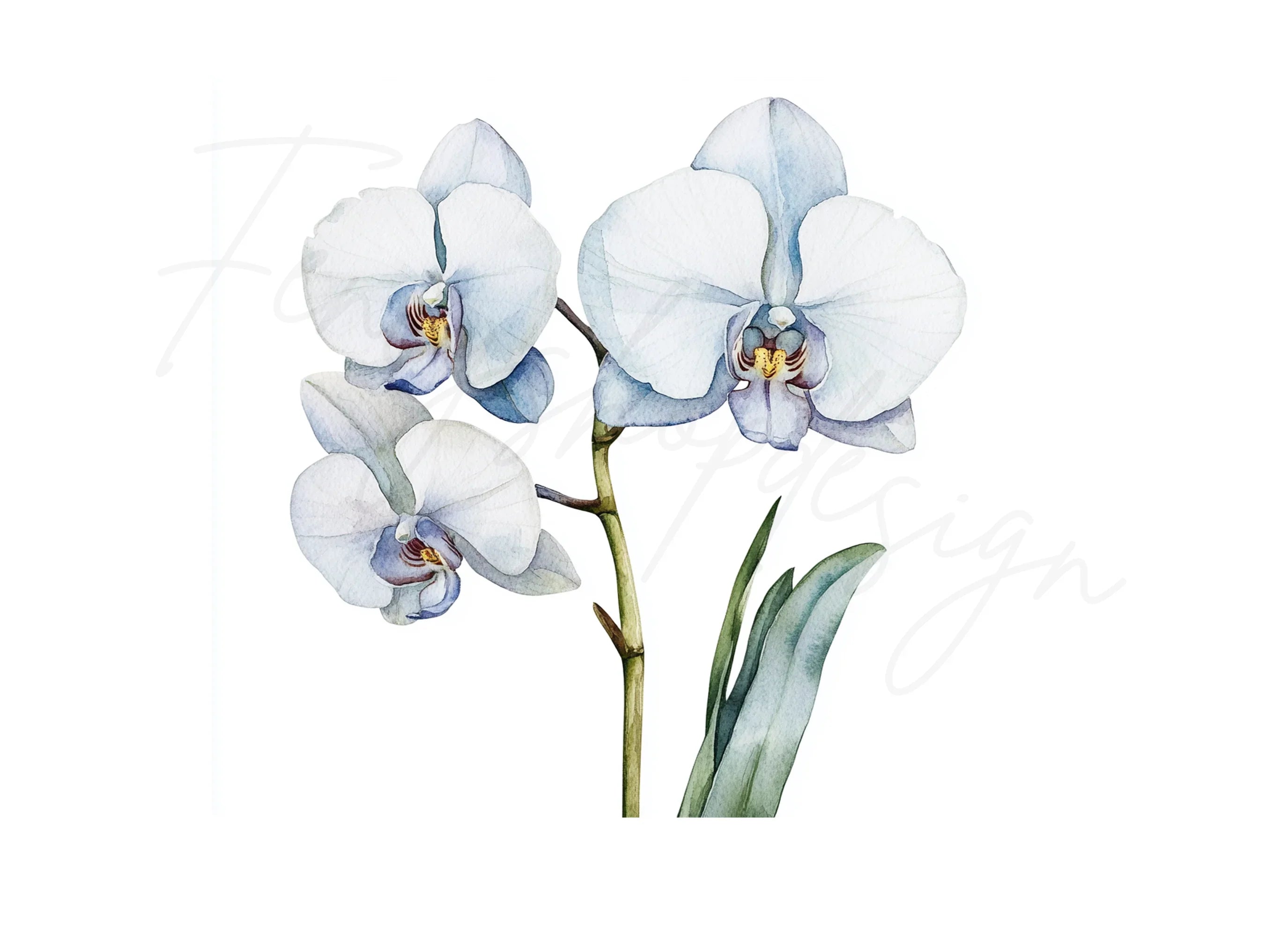 Elegant White Orchid Clipart Bundle