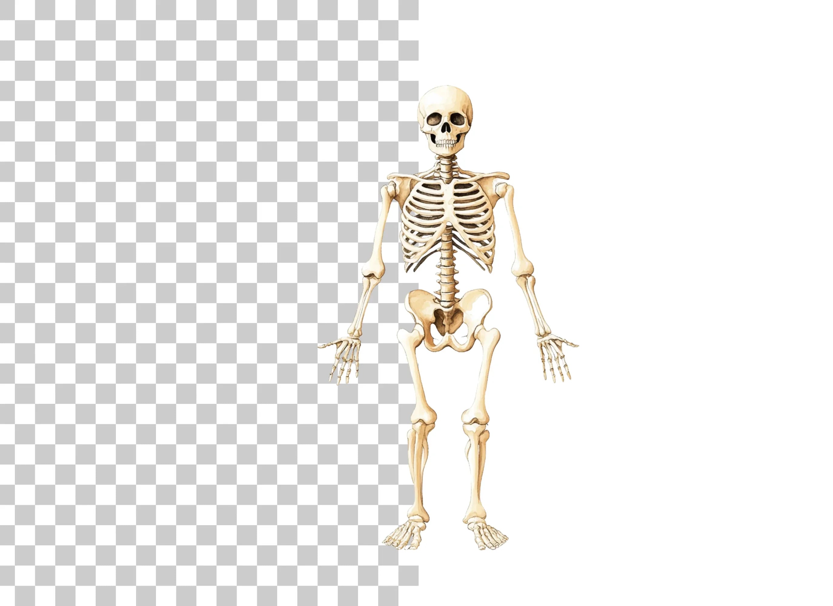 Human Skeleton Anatomy Clipart Bundle