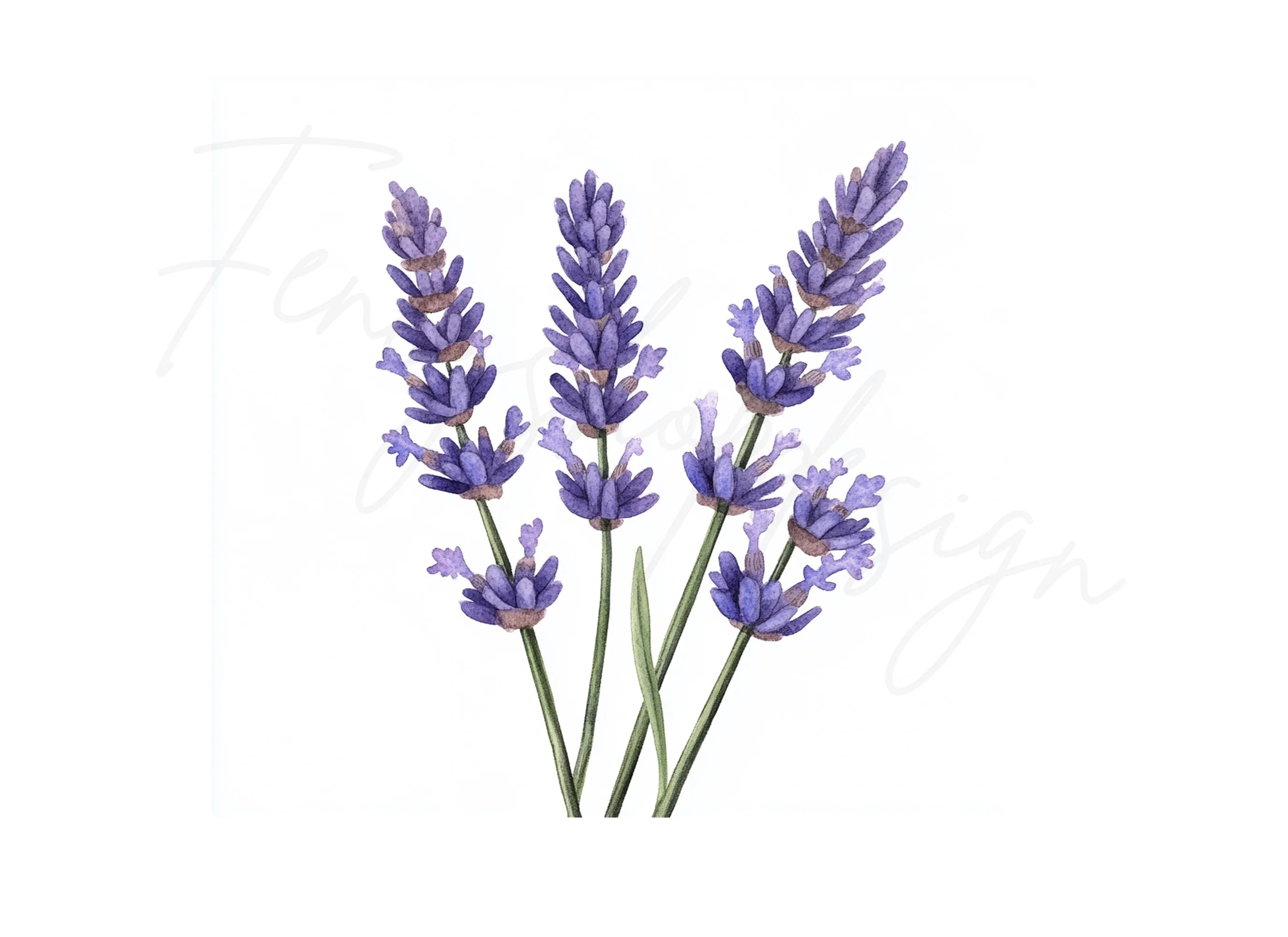 Beautiful Lavender Sprigs Clipart Bundle