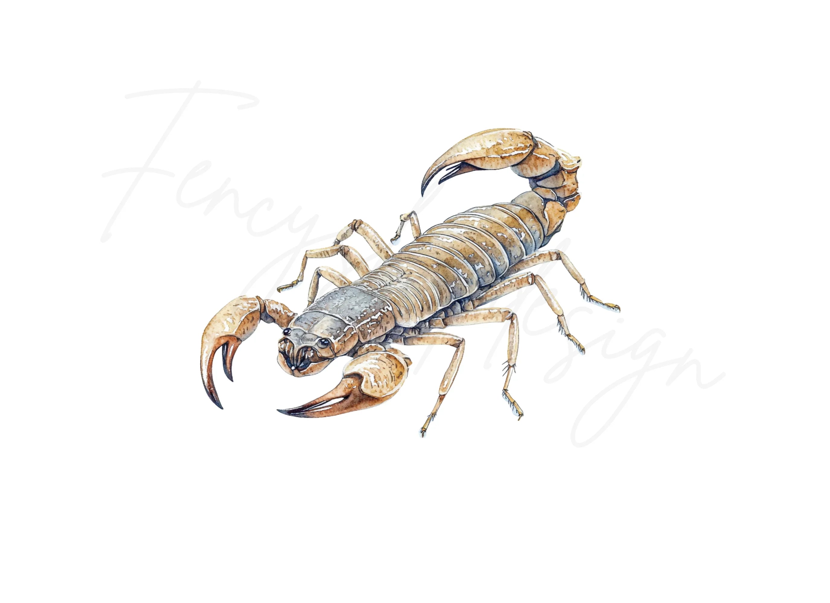 Realistic Scorpion Clipart Bundle