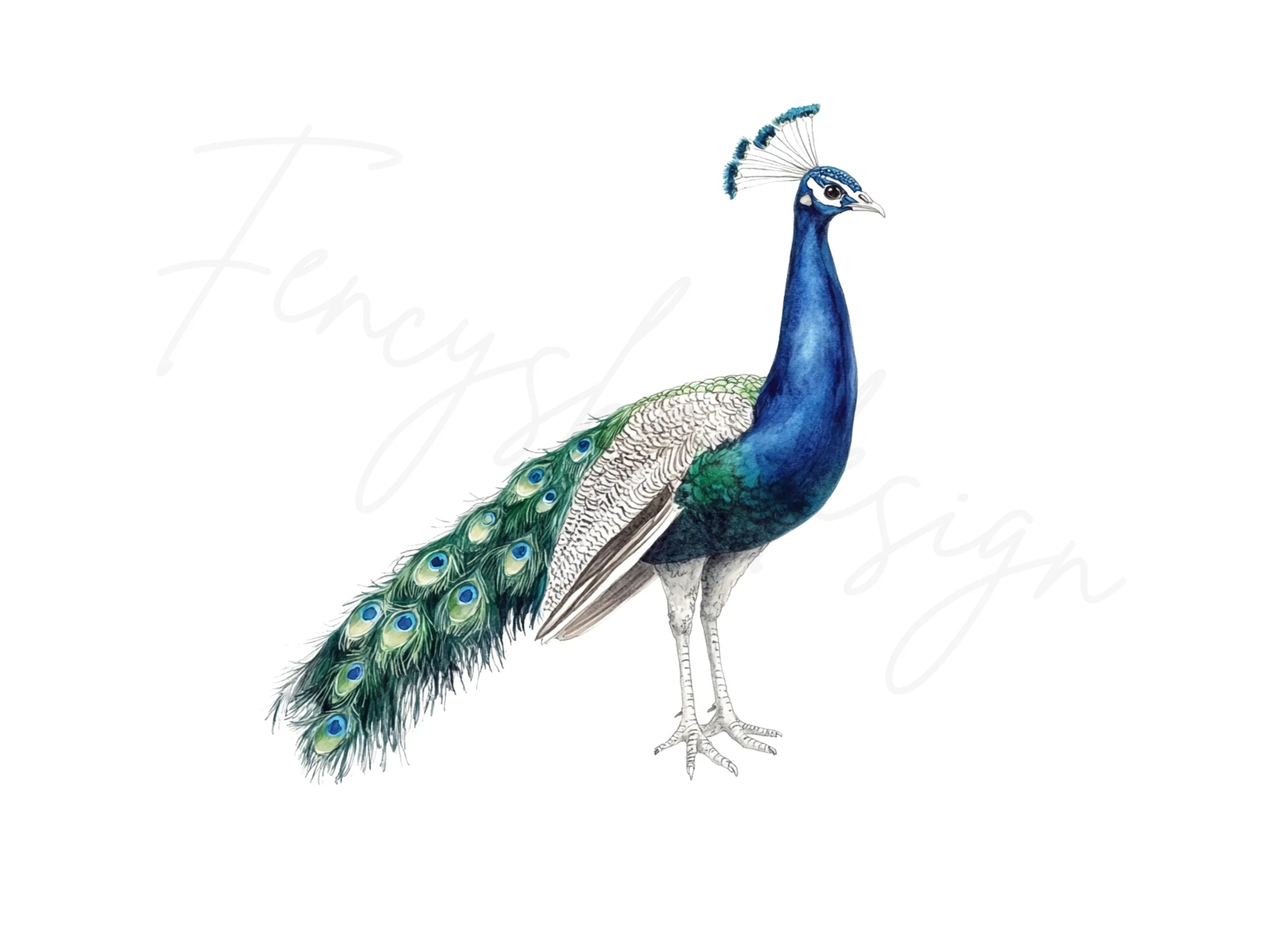 Elegant Peacock Clipart Bundle