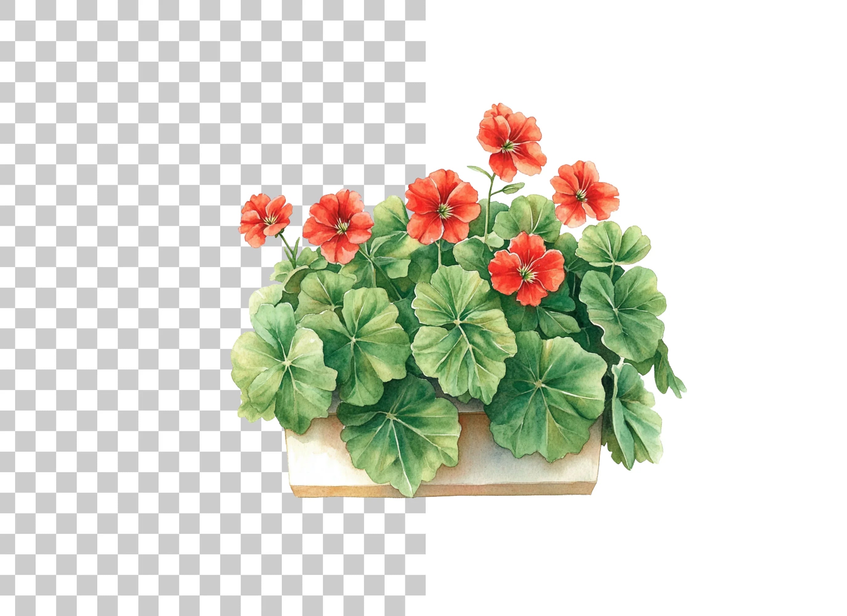 Geraniums in Pots Clipart Bundle