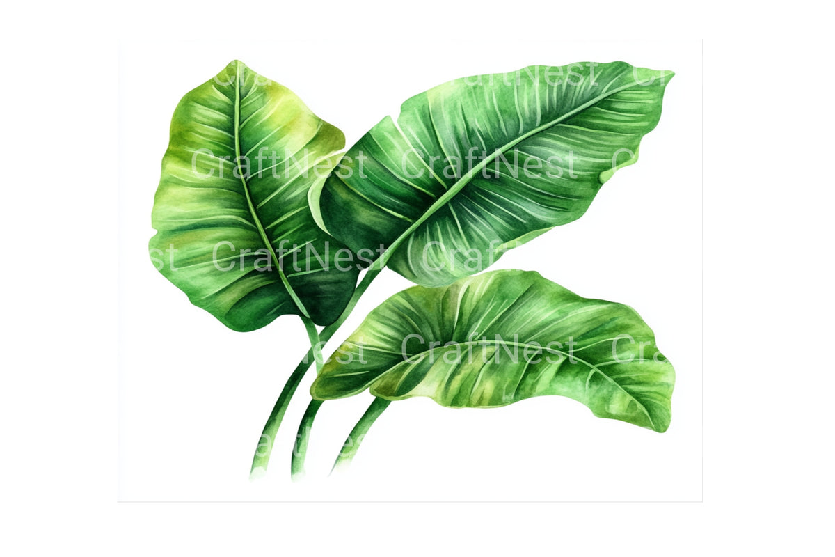 Monstera Tropical Leaves Graphics Clipart Bundle