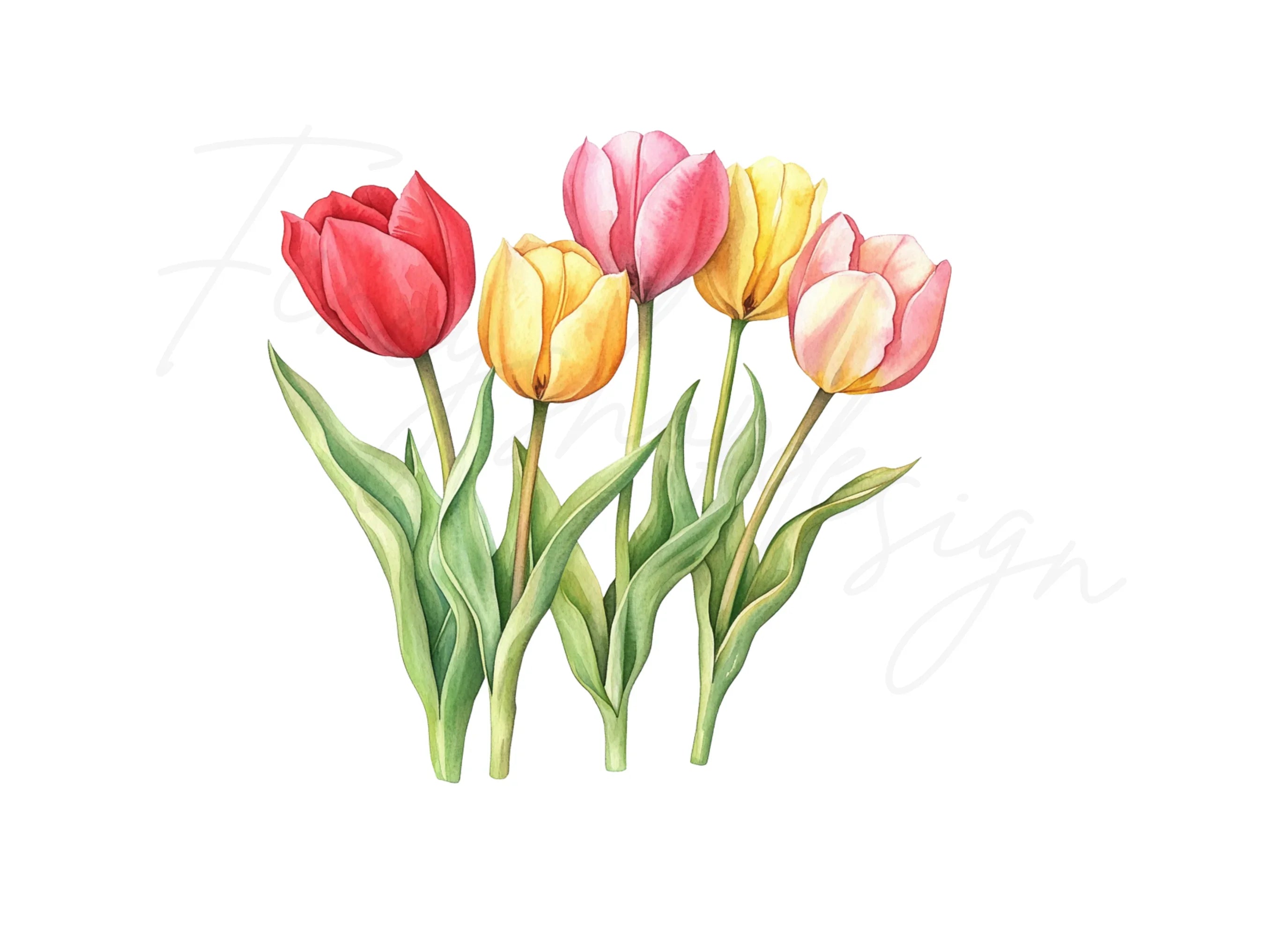 Tulip Bouquets Clipart Bundle