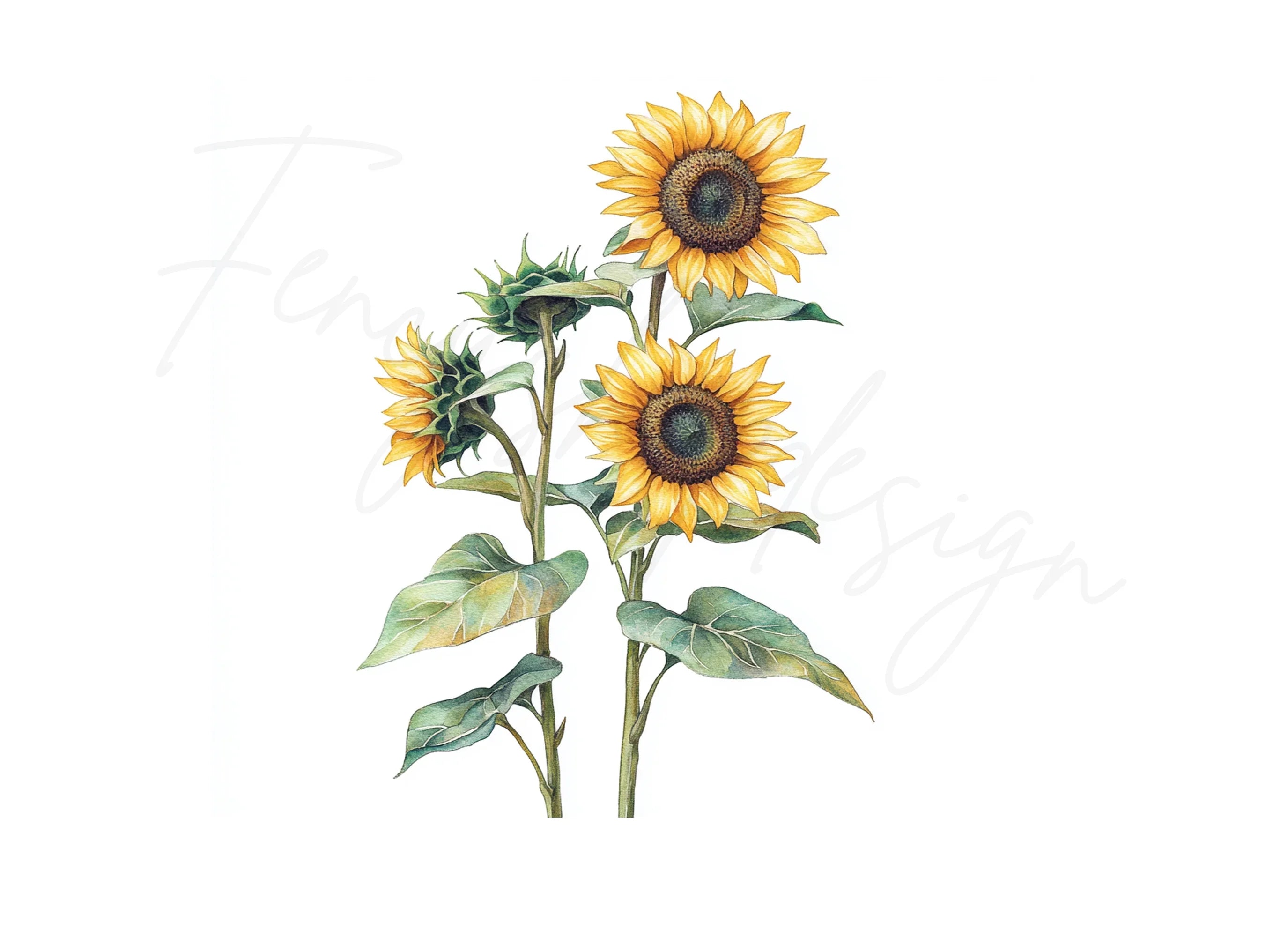 Sunflower Clipart Bundle