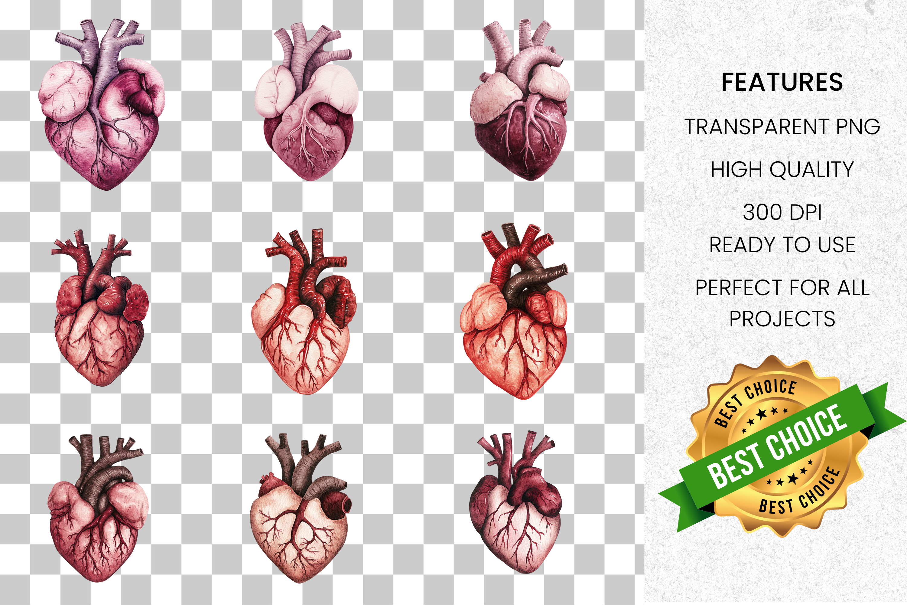 Anatomical Heart Organ Clipart Bundle