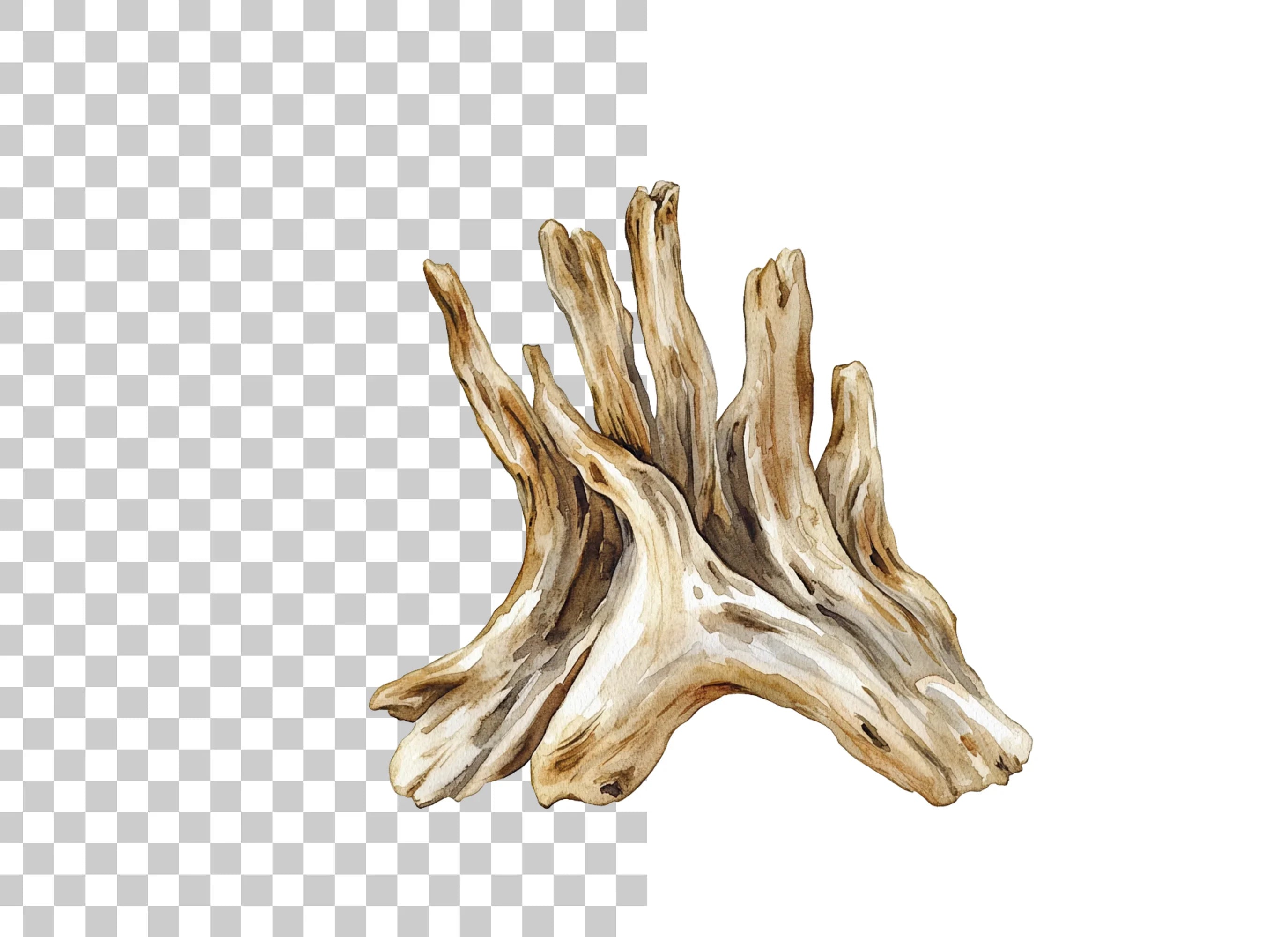 Natural Wood Root Illustration Clipart Bundle