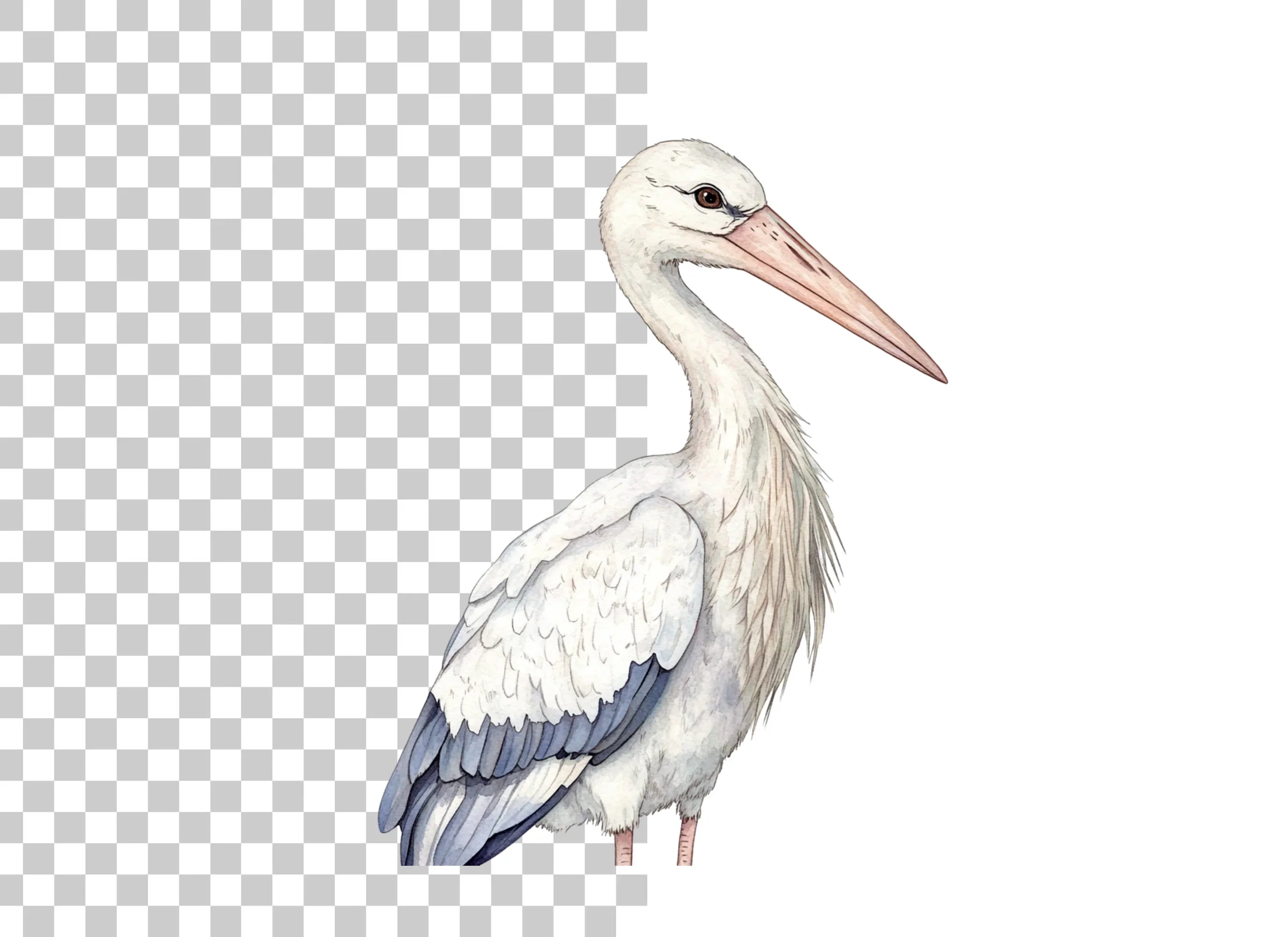 Stork Illustrations Clipart Bundle