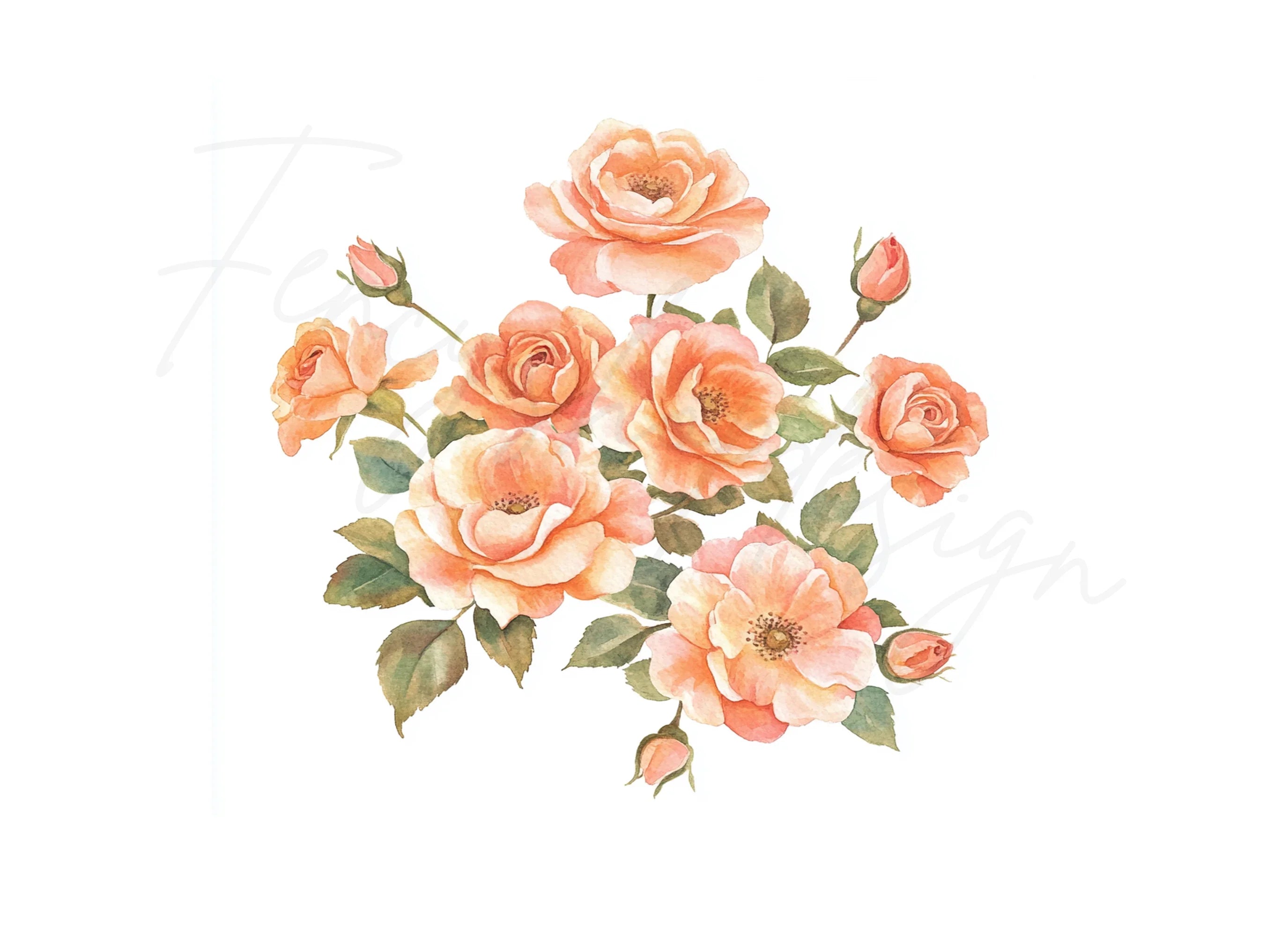 Peach Rose Clipart Bundle