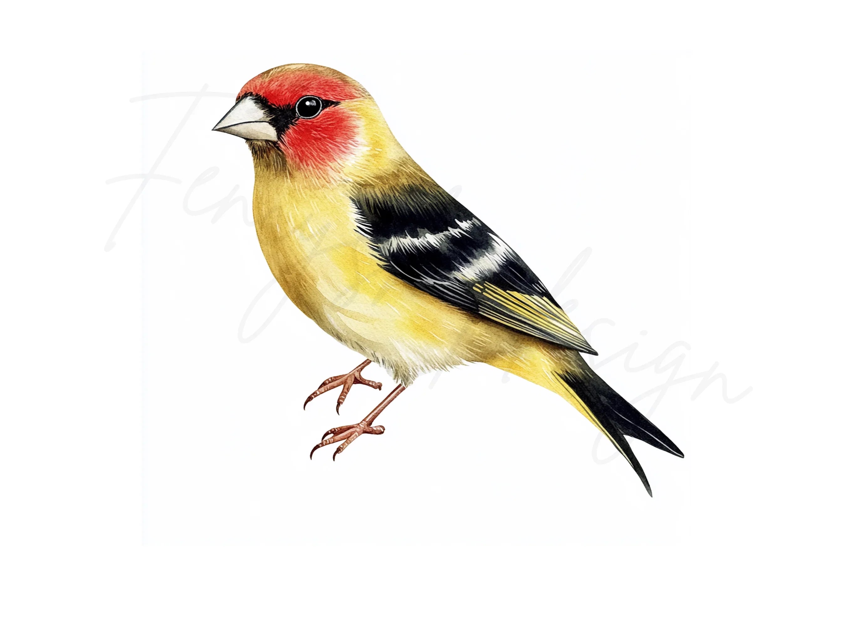 European Goldfinch Illustrations Clipart Bundle