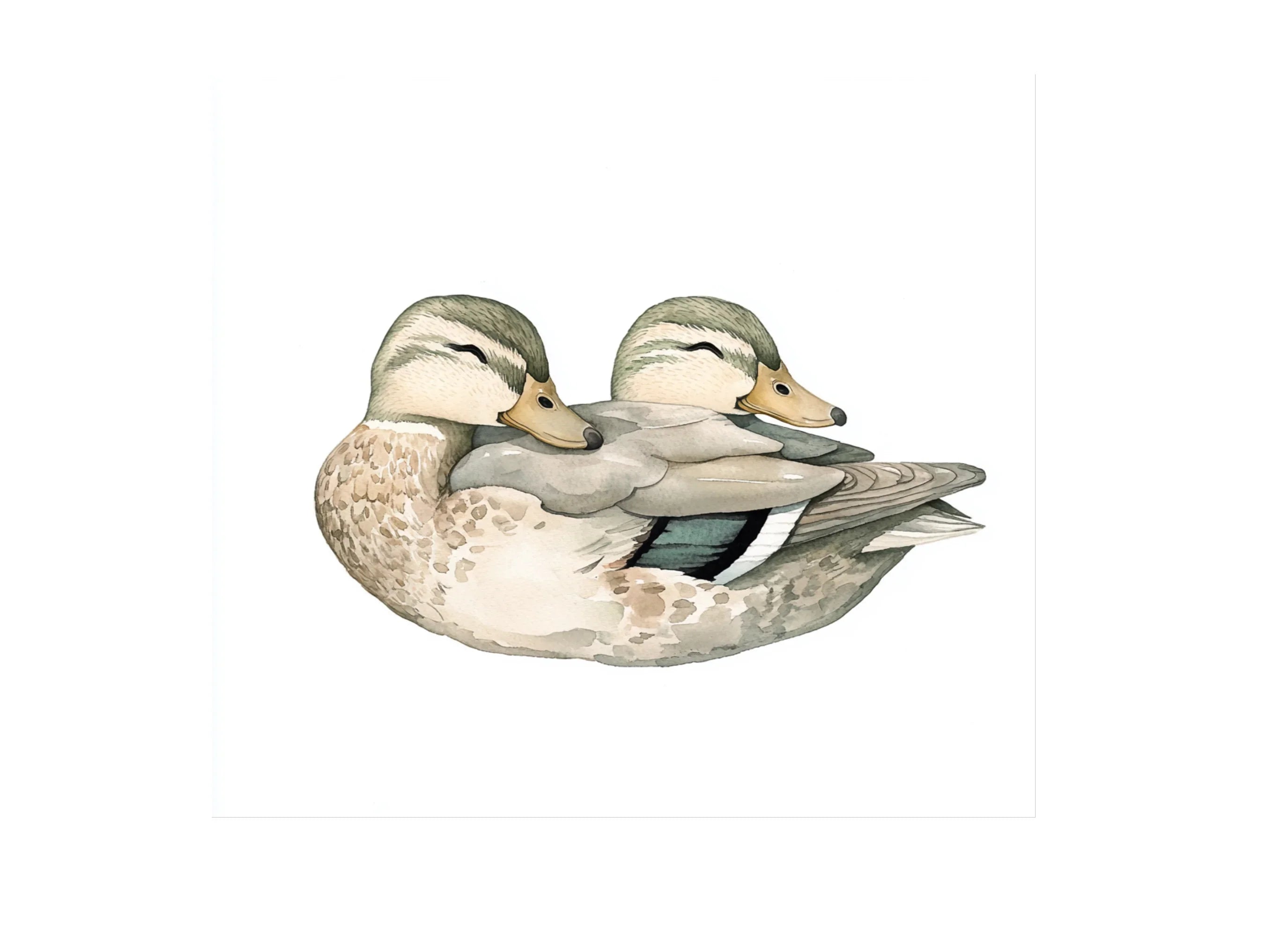 Mallard Duck Clipart Bundle
