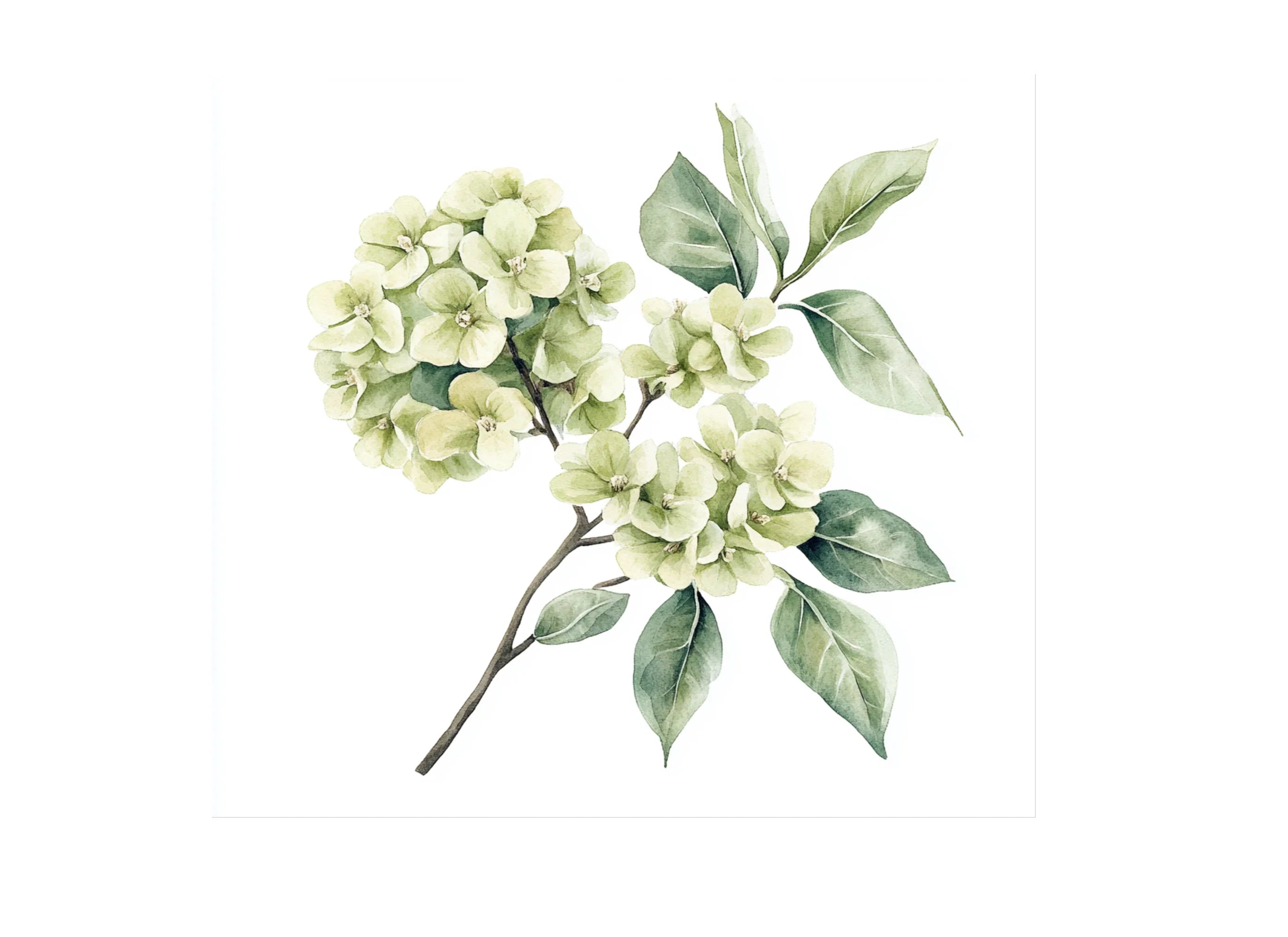 Eucalyptus Clipart Bundle