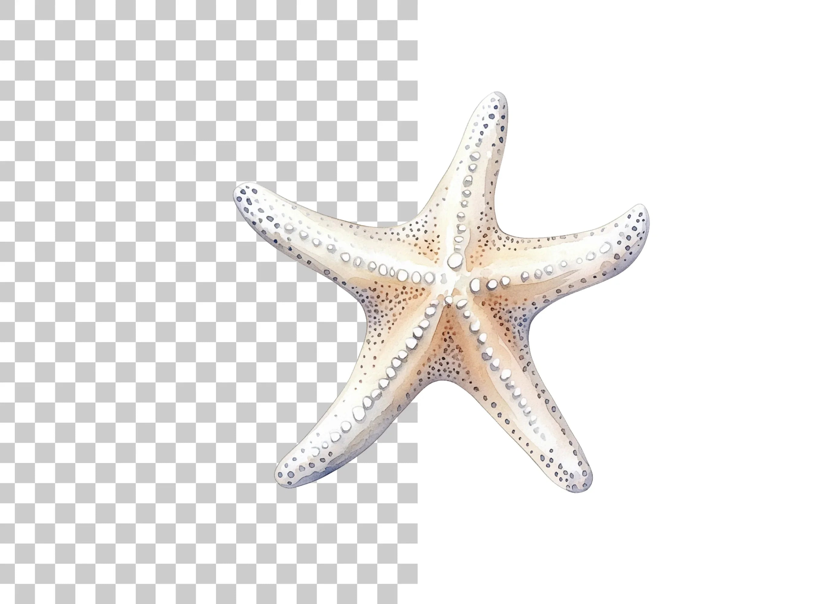 White Starfish Clipart Bundle