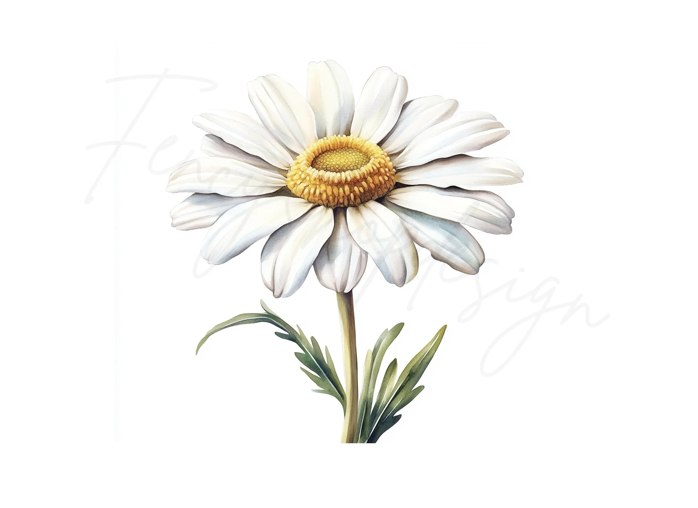 Realistic Daisy Flower Clipart Bundle