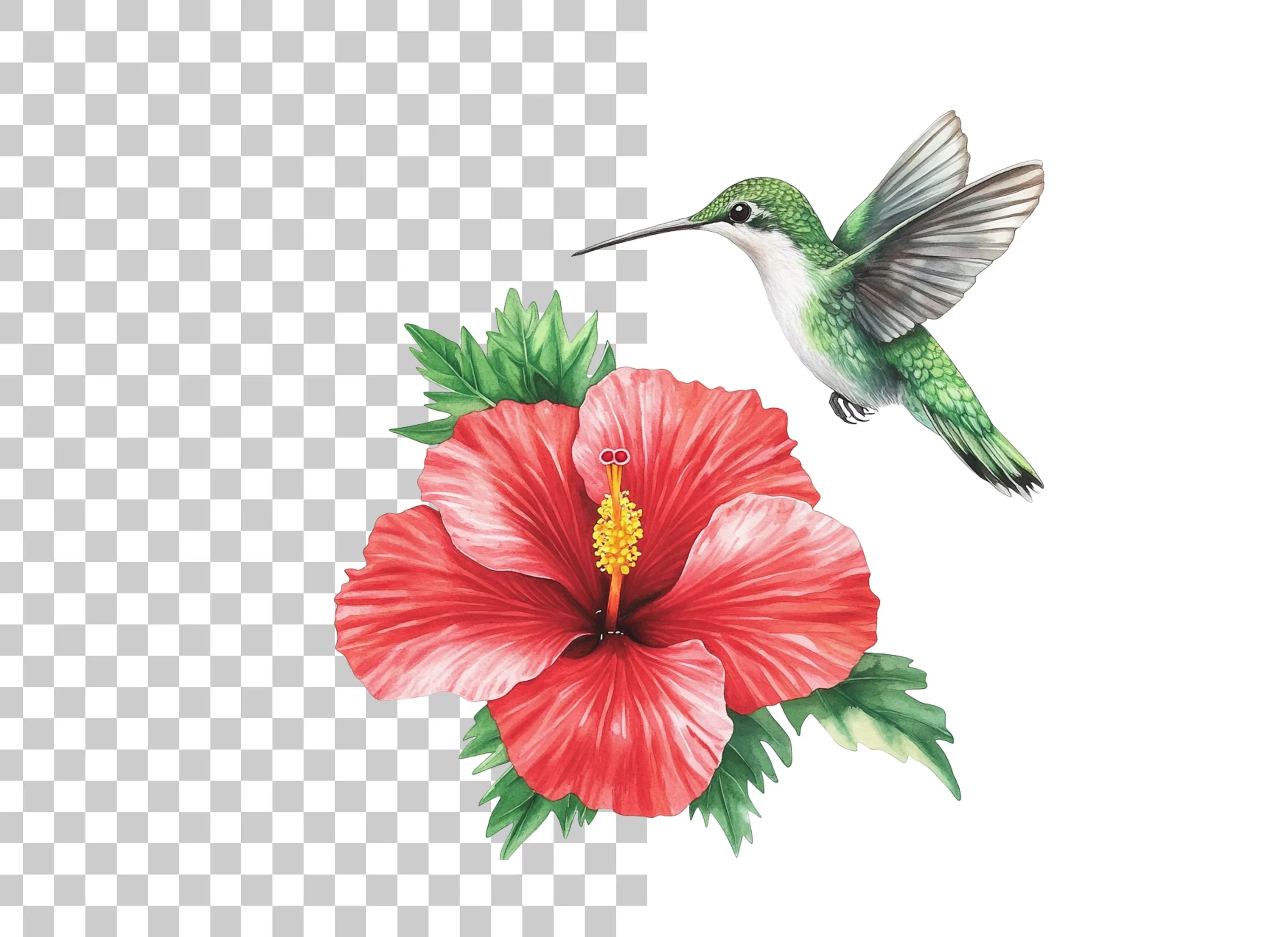 Hummingbird and Hibiscus Clipart Bundle