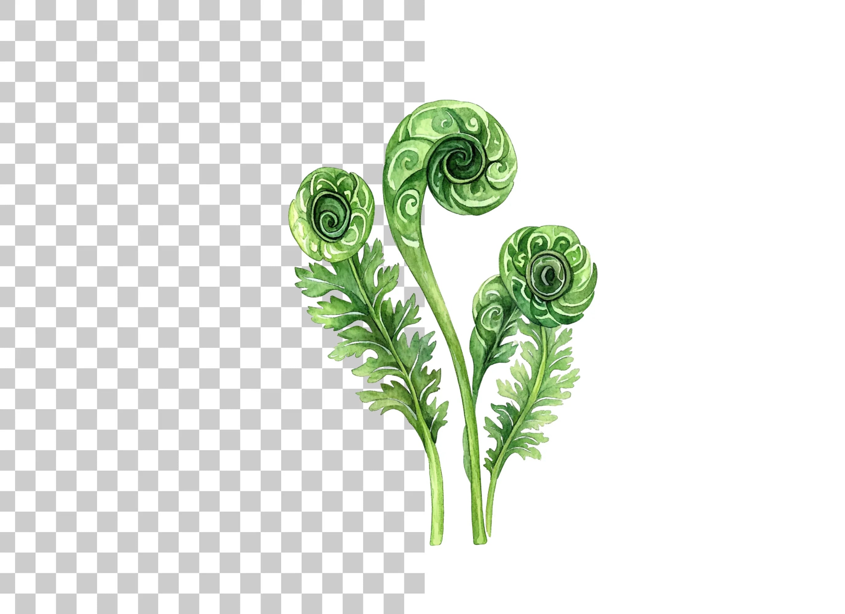 Fiddlehead Ferns Clipart Bundle