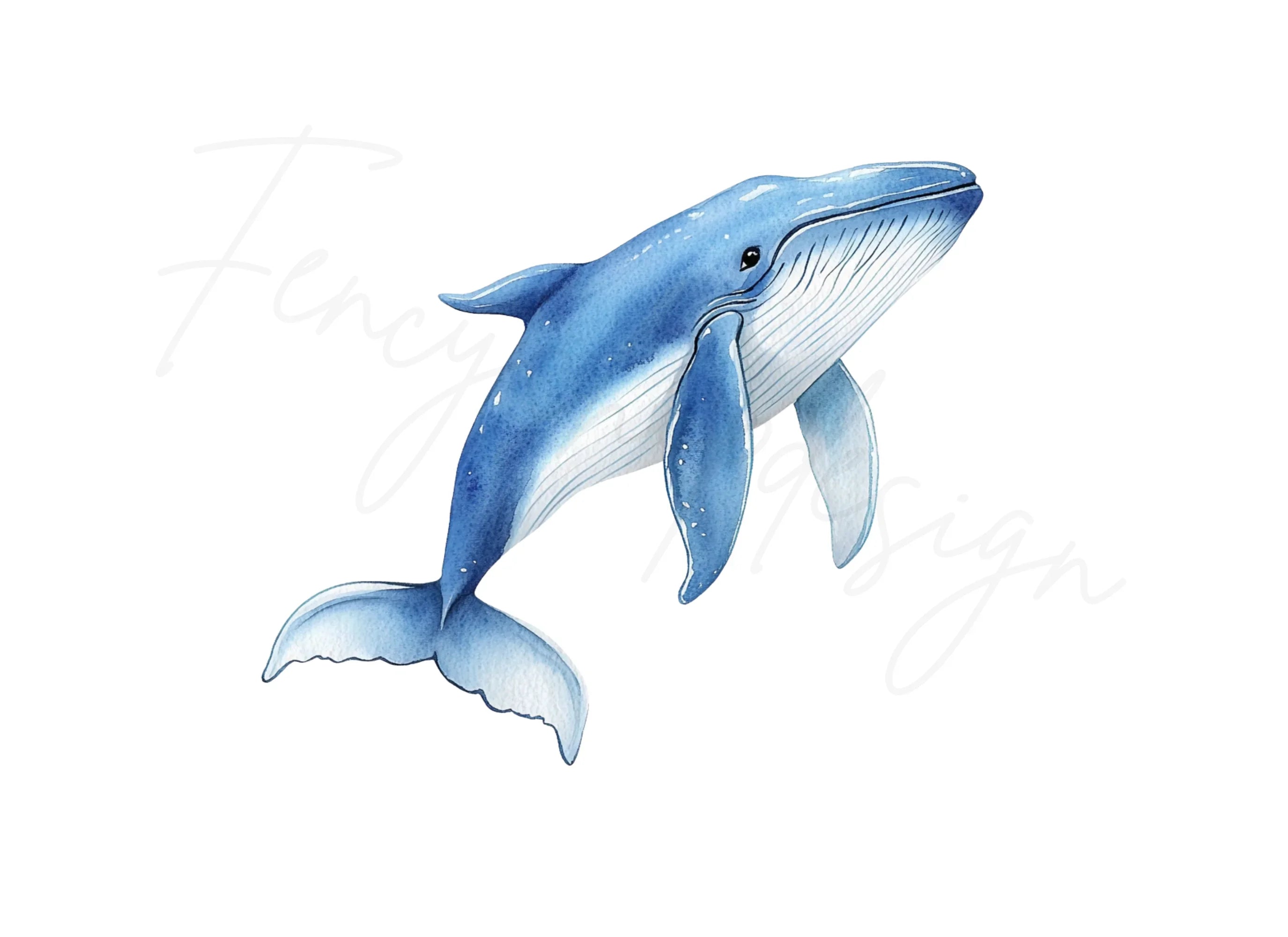 Blue Whale Ocean Clipart Bundle