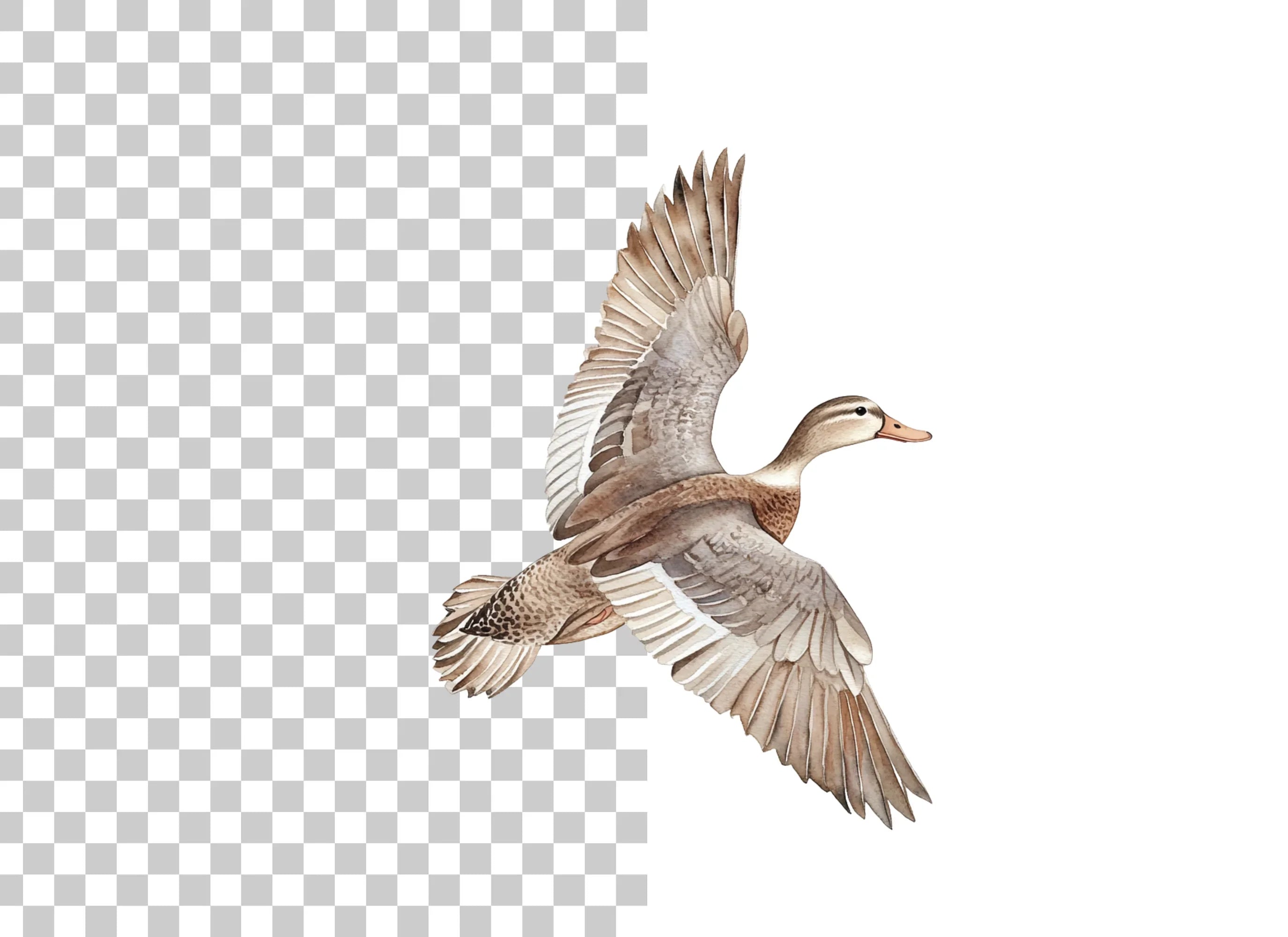 Flying Mallard Duck Clipart Bundle