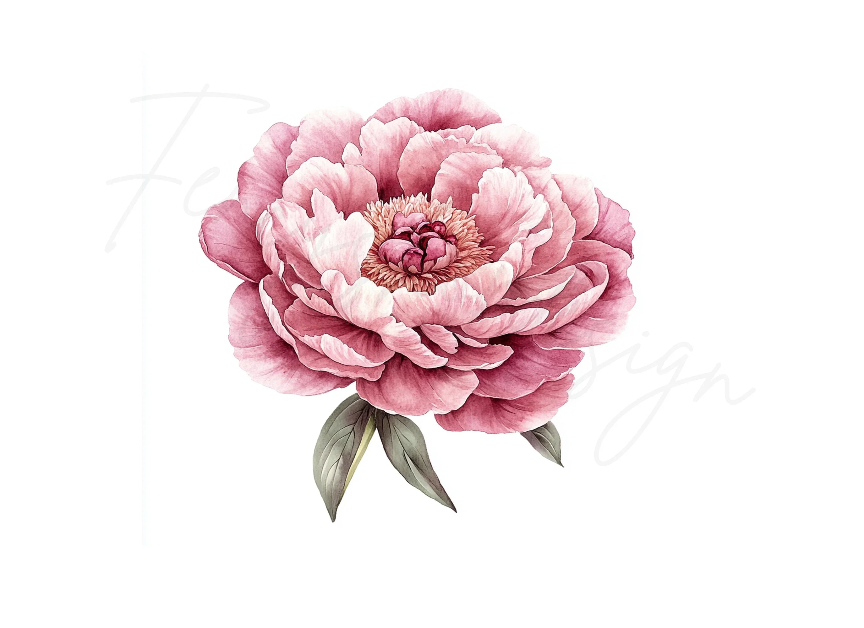 Elegant Pink Peony Blossom Clipart Bundle