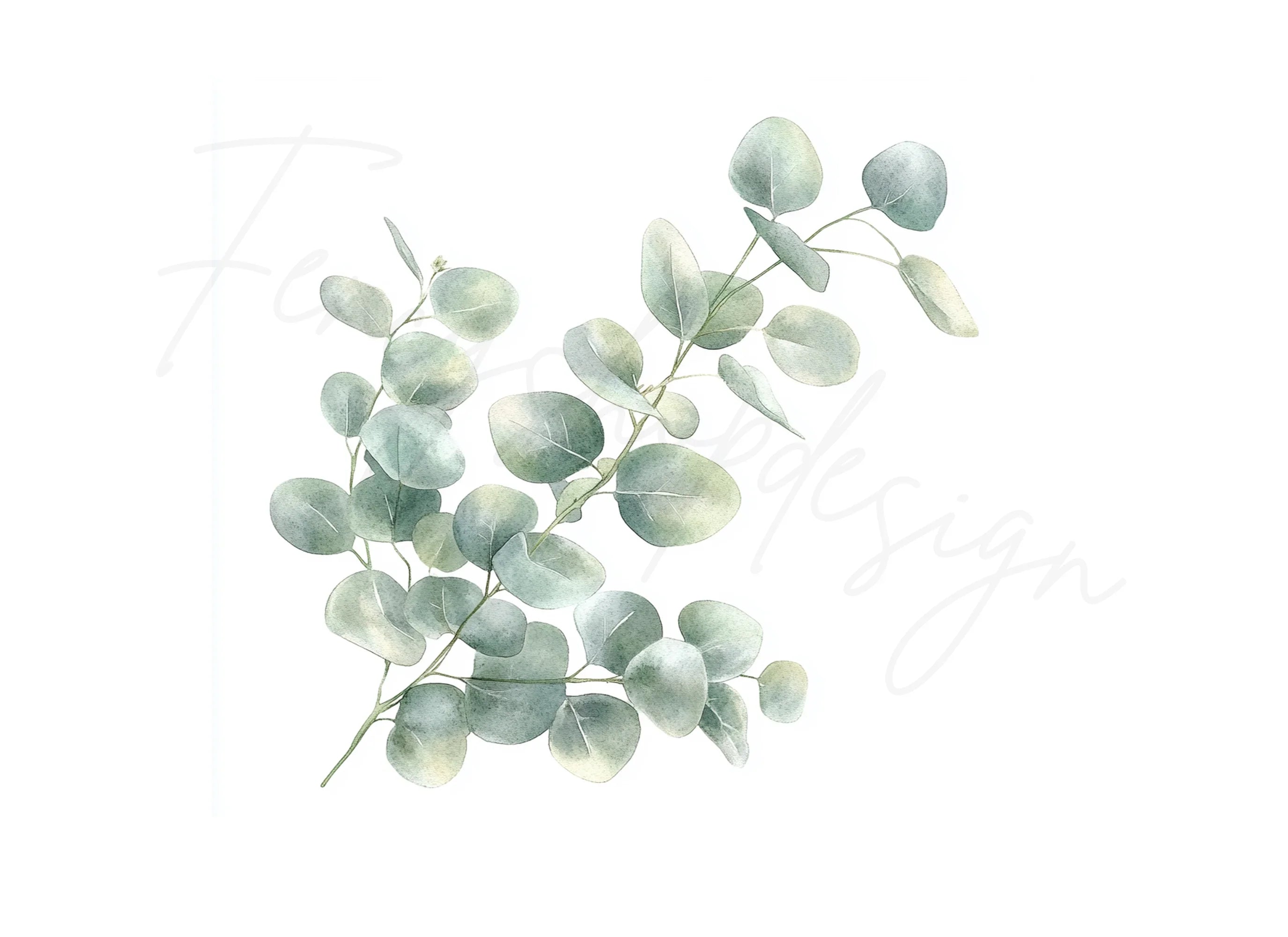 Delicate Eucalyptus Leaves Clipart Bundle