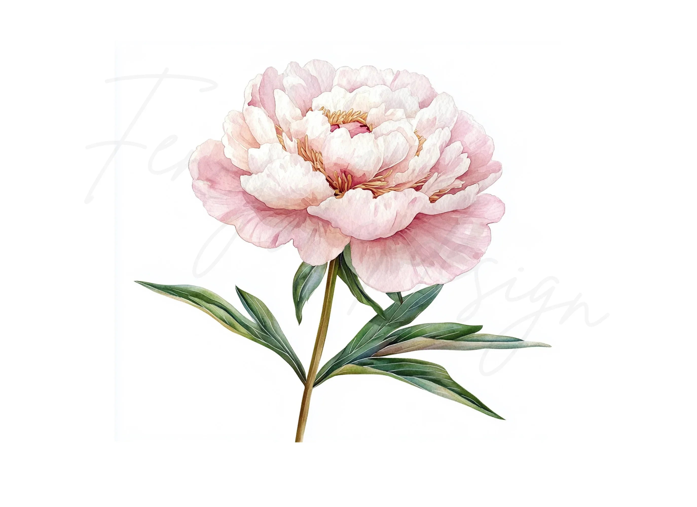 Peony Clipart Bundle