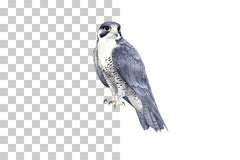 Peregrine Falcon Bird of Prey Clipart Bundle - CraftNest - Digital Crafting and Art