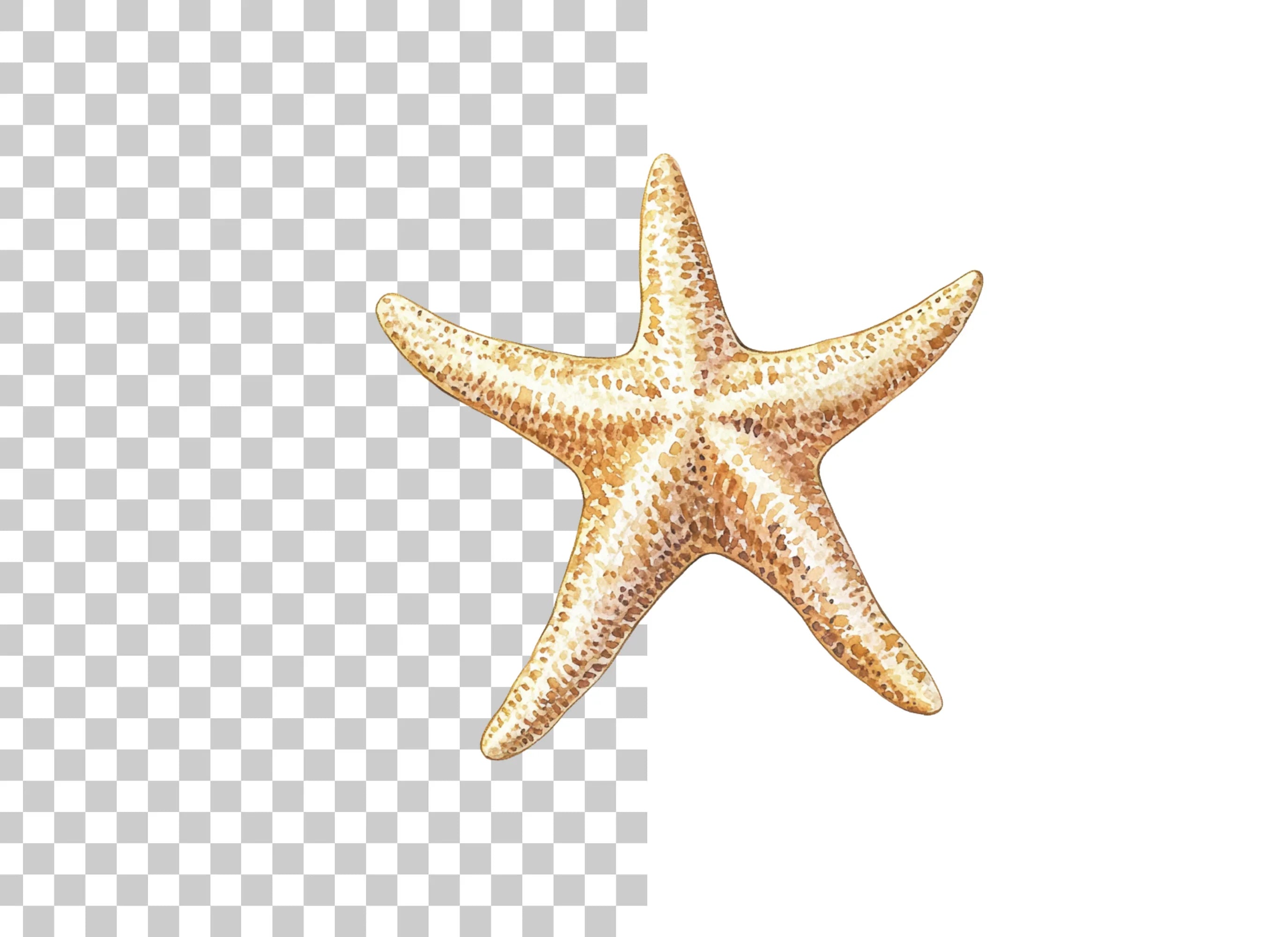 Starfish Clipart Bundle