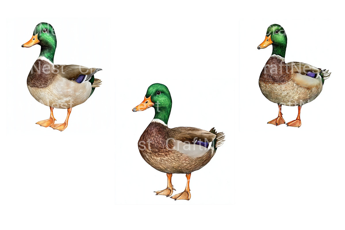 Mallard Duck Illustration Clipart Bundle