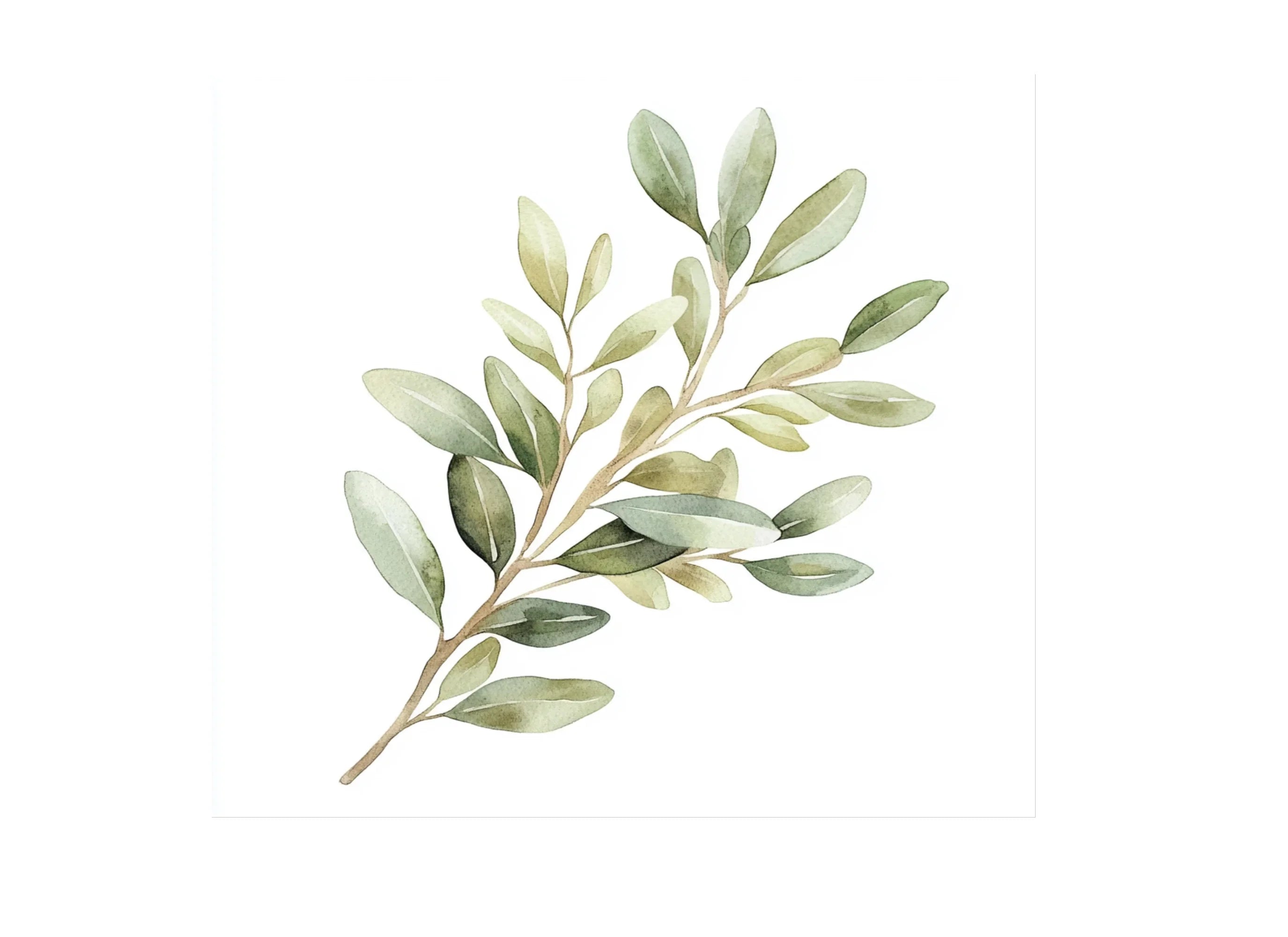 Olive Eucalyptus Clipart Bundle