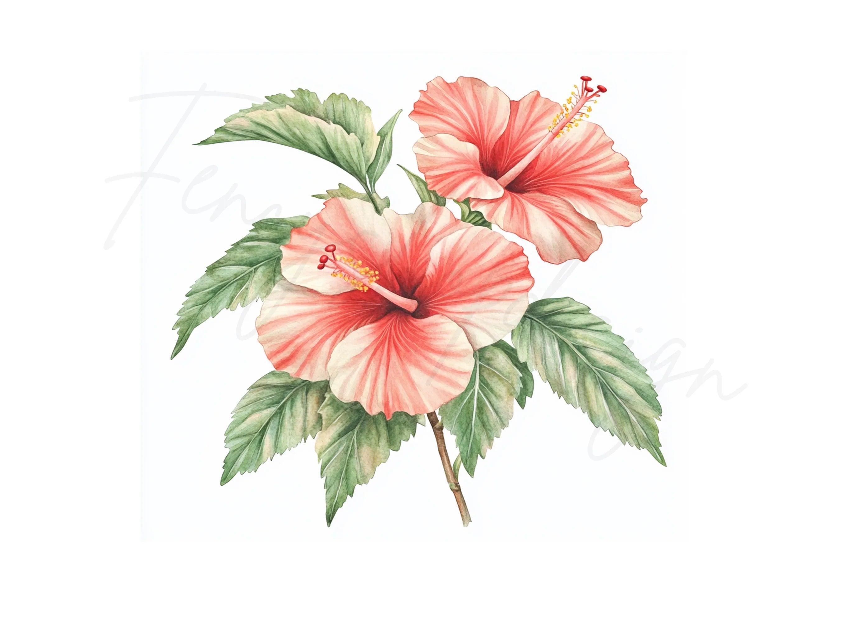 Vibrant Hibiscus Flower Clipart Bundle