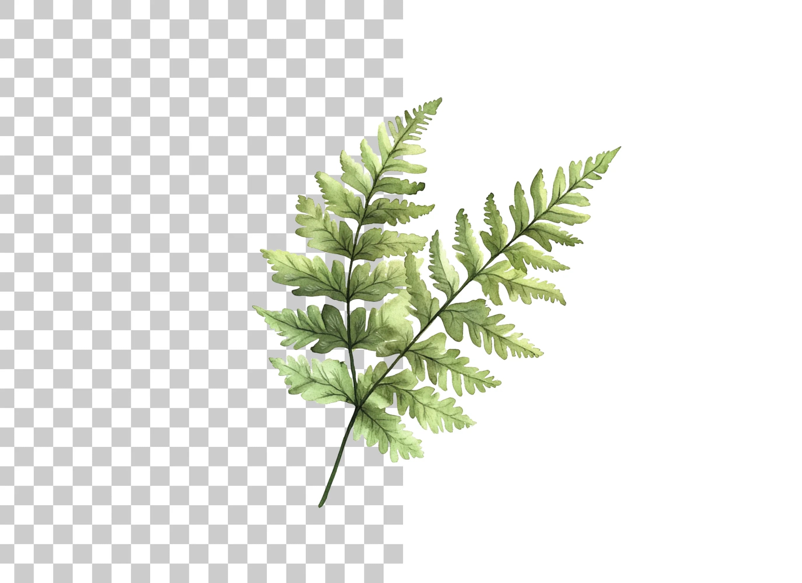 Fern Leaf Clipart Bundle