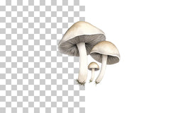 Mushroom Line Art Illustration Clipart Bundle - CraftNest - Digital Crafting and Art