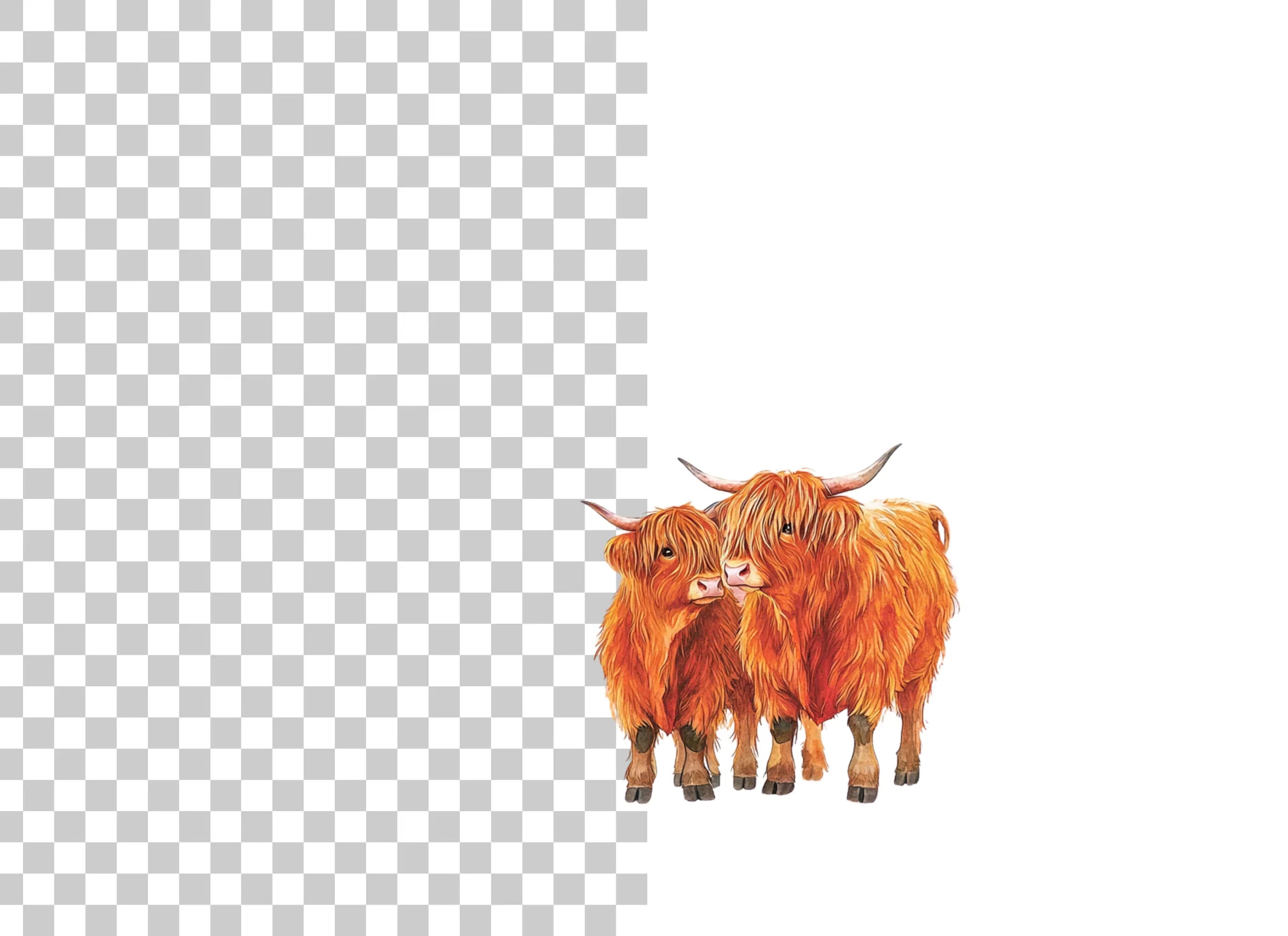 Highland Cow and Calf Clipart Bundle