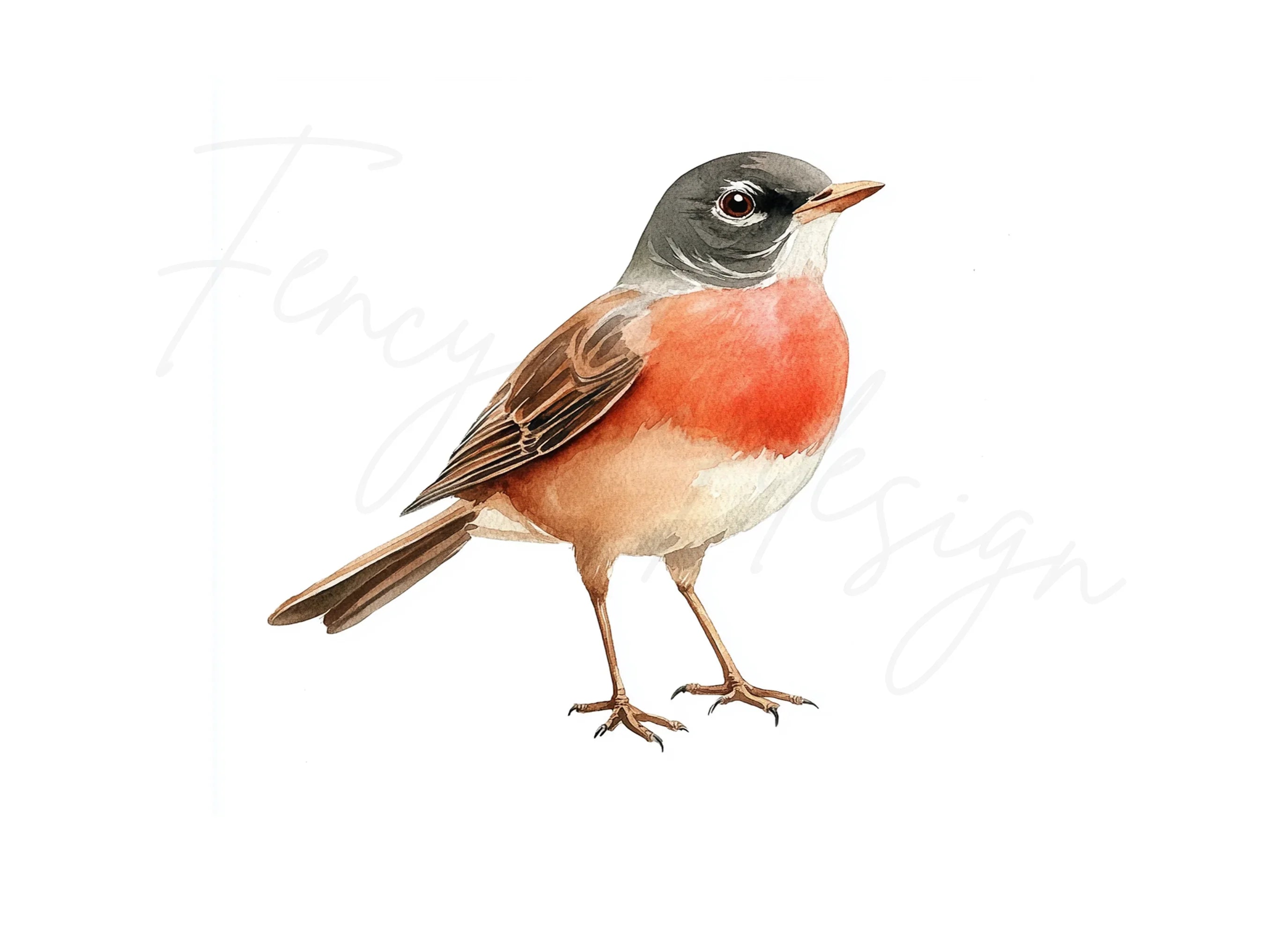 Robin Bird Clipart Bundle
