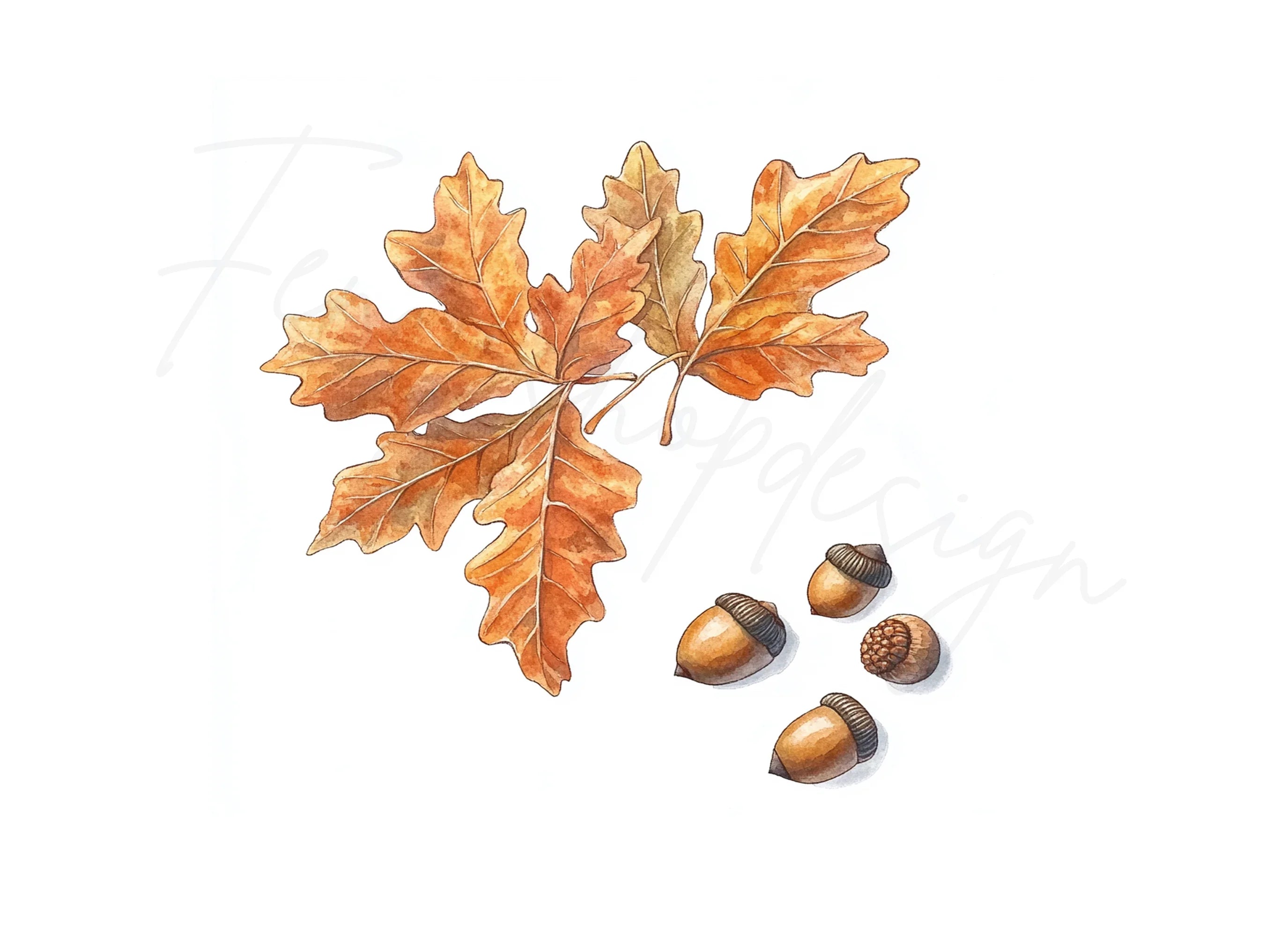 Autumn Oak Leaves and Acorns Clipart Bundle