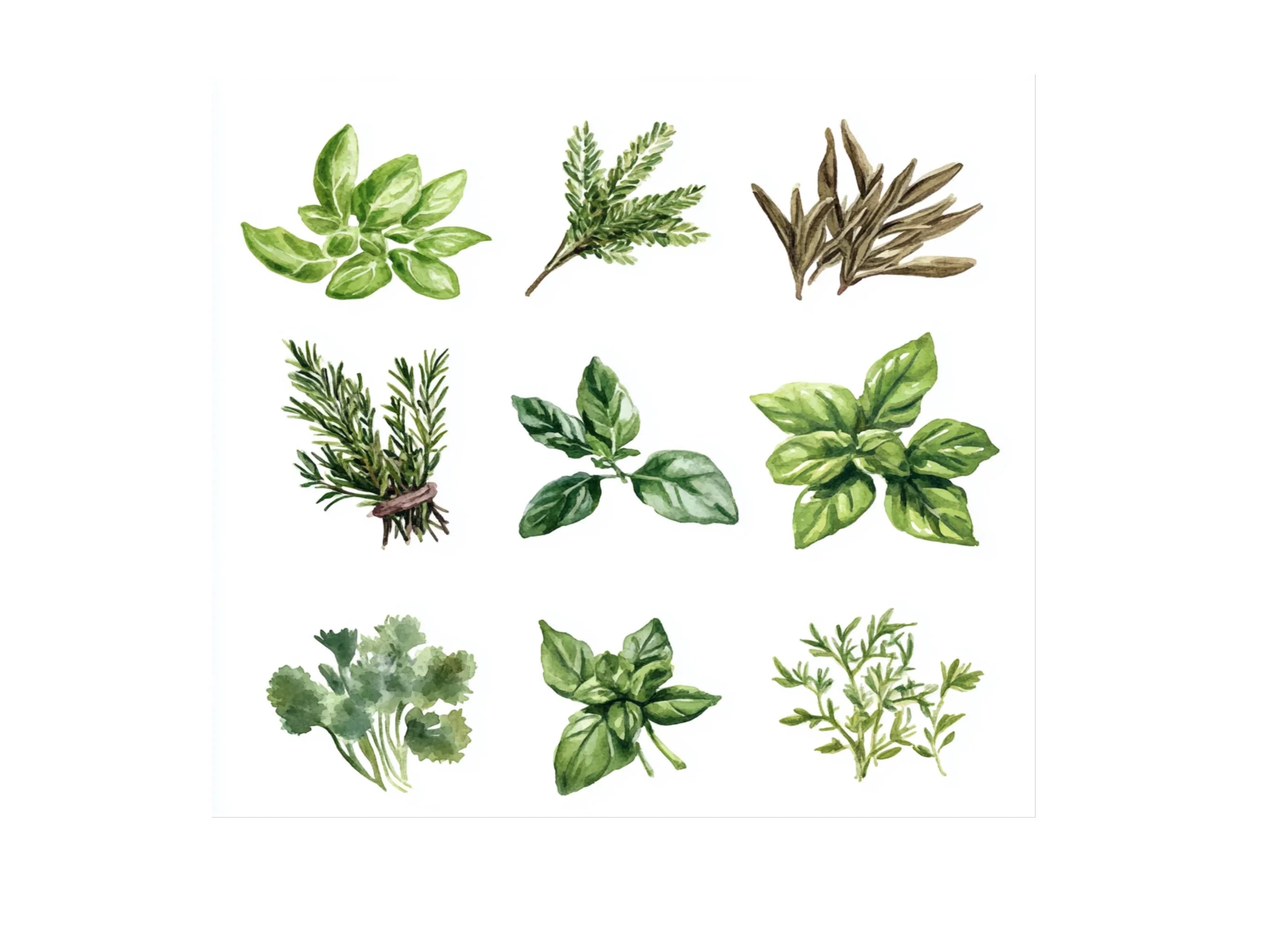 Herbs and Spices Clipart Bundle