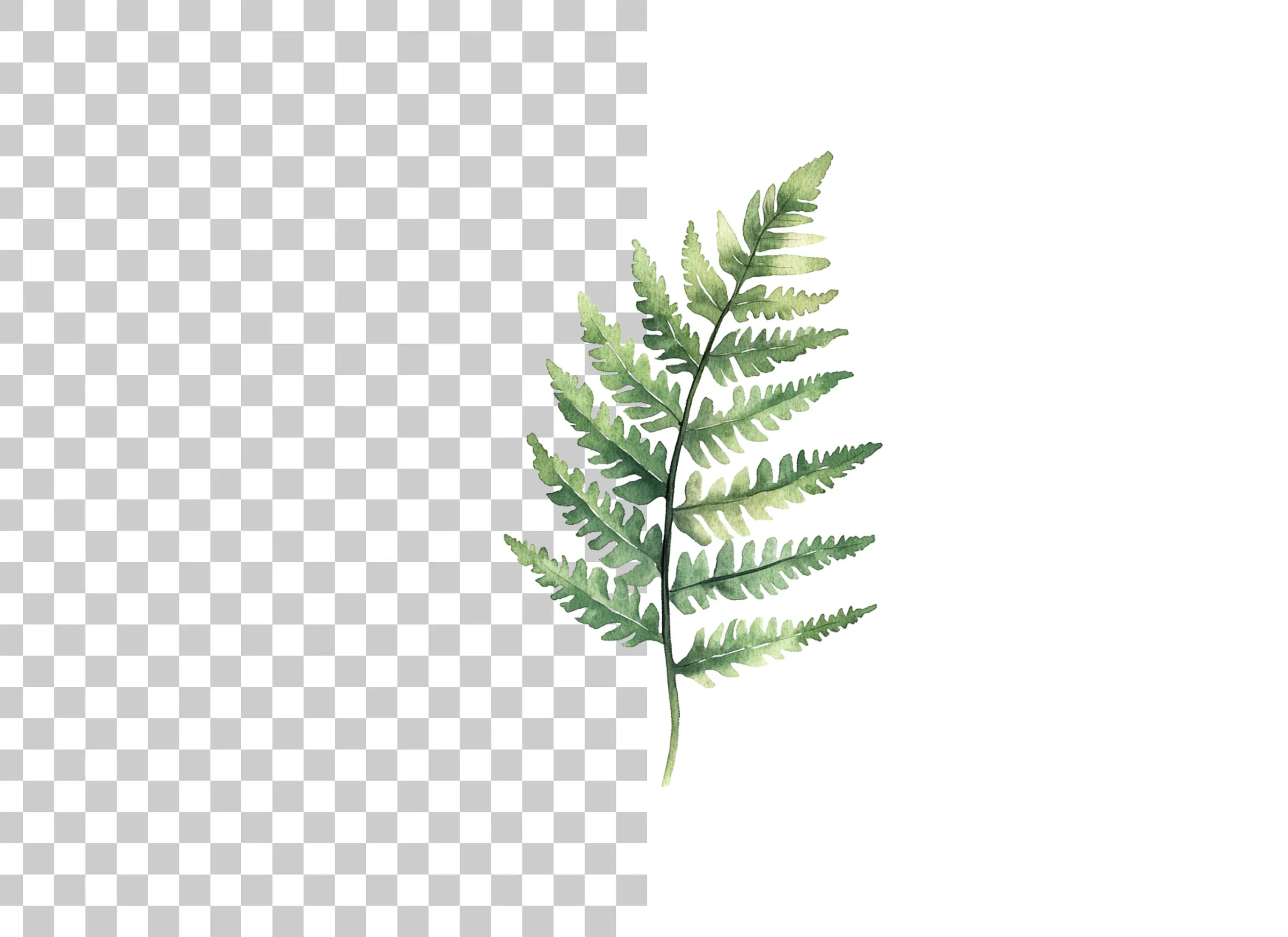 Fern Leaves Clipart Bundle