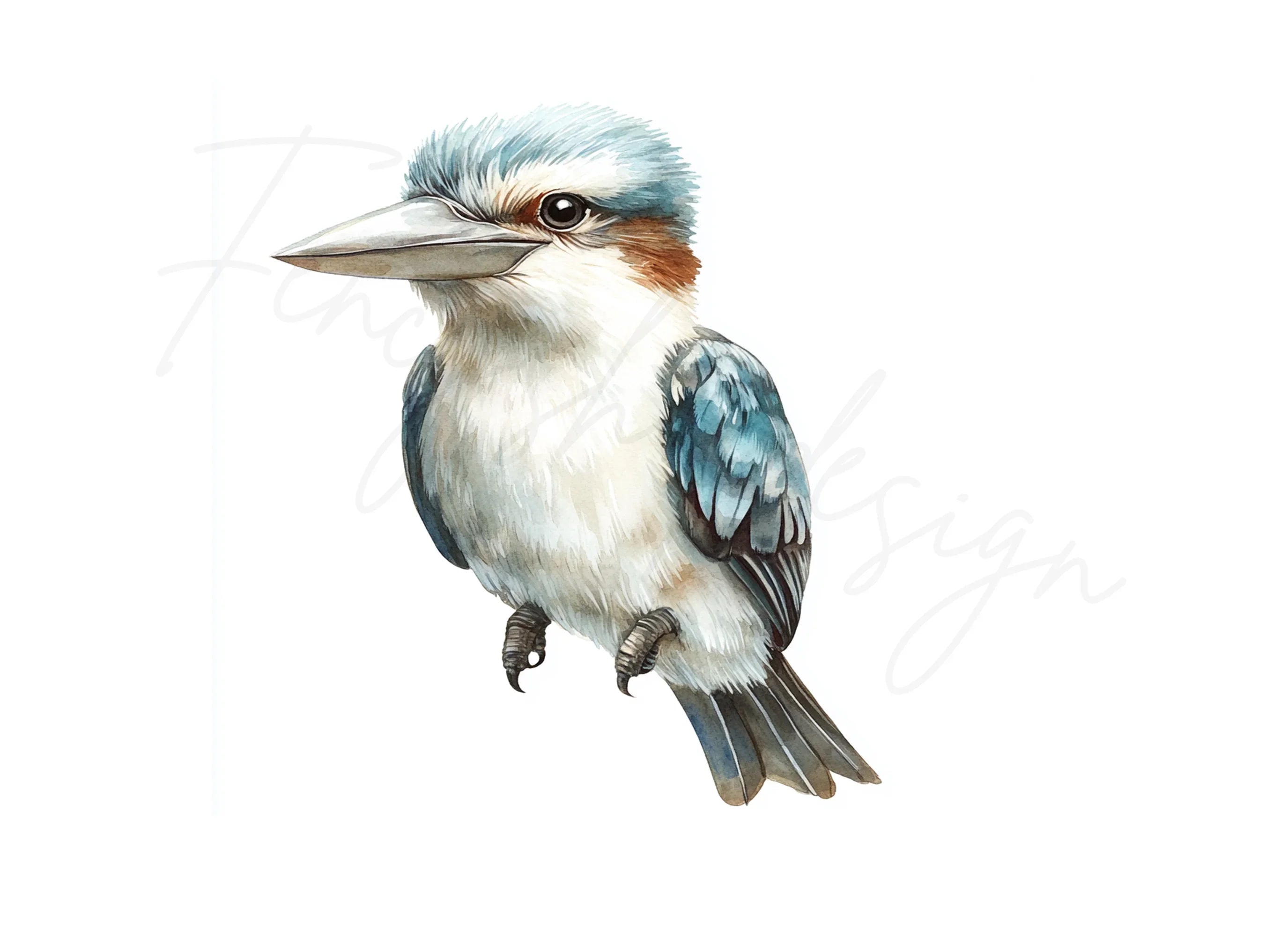 Kookaburra Bird Clipart Bundle