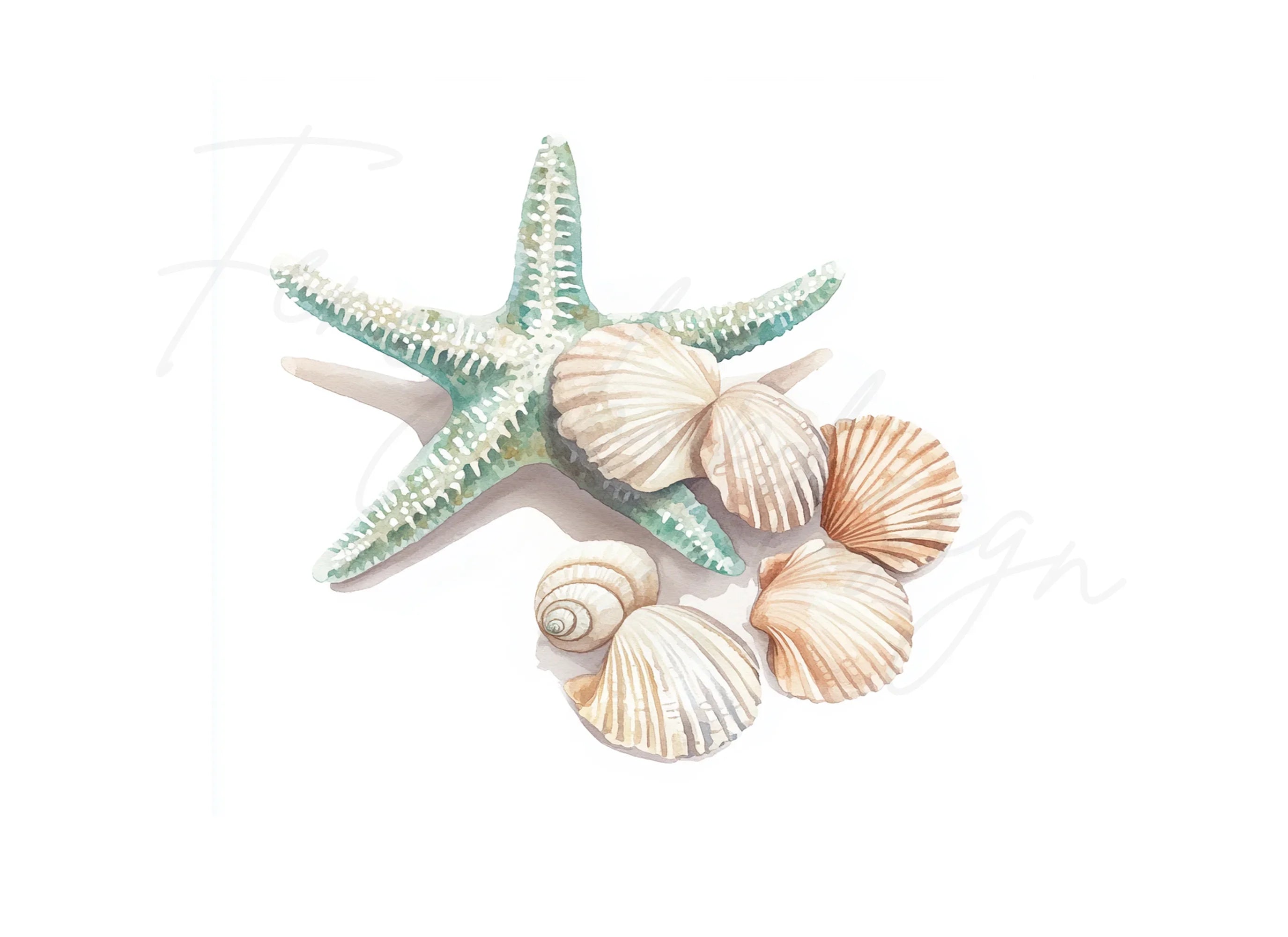 Starfish and Seashells Clipart Bundle