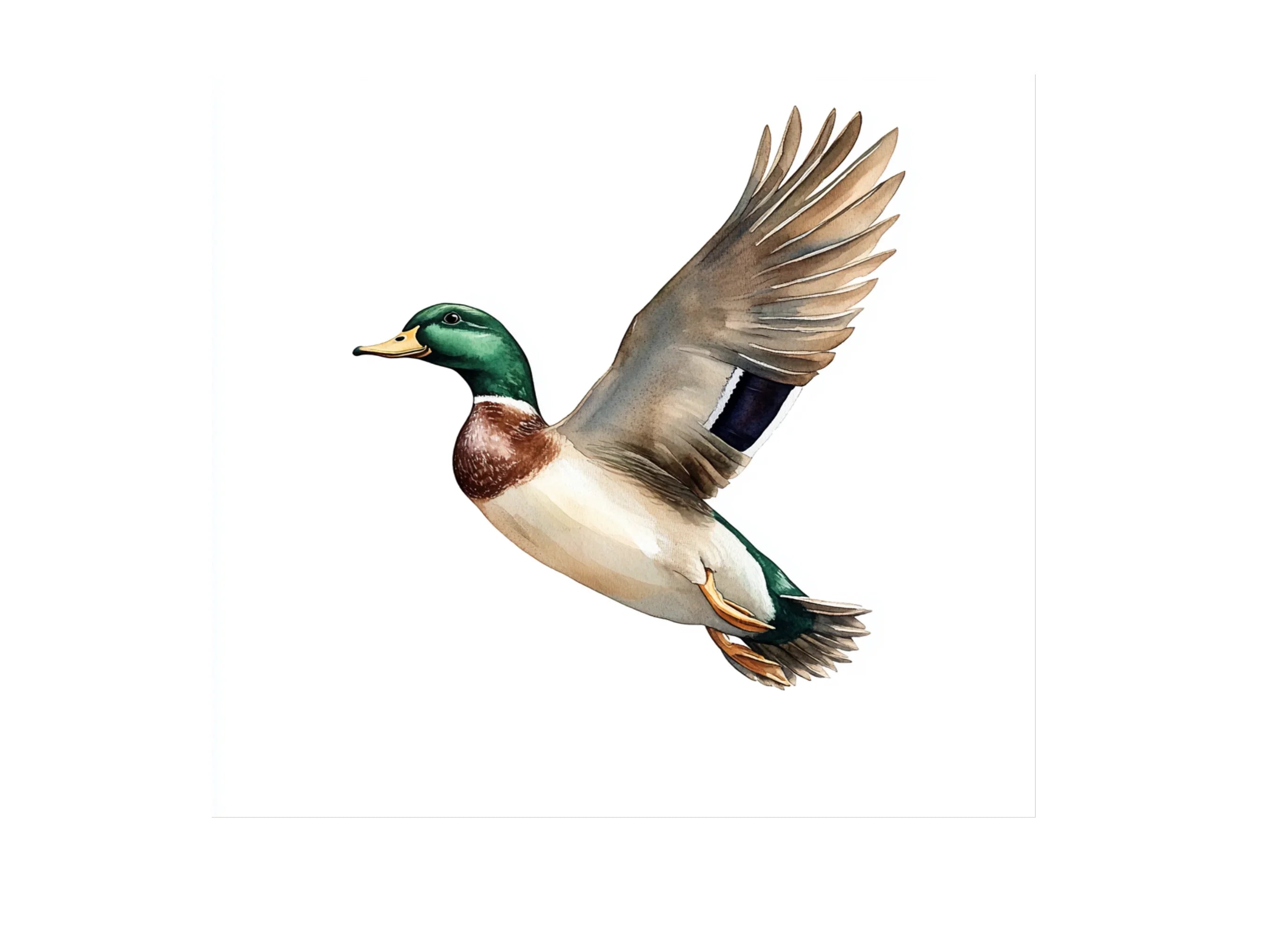 Flying Mallard Ducks Clipart Bundle