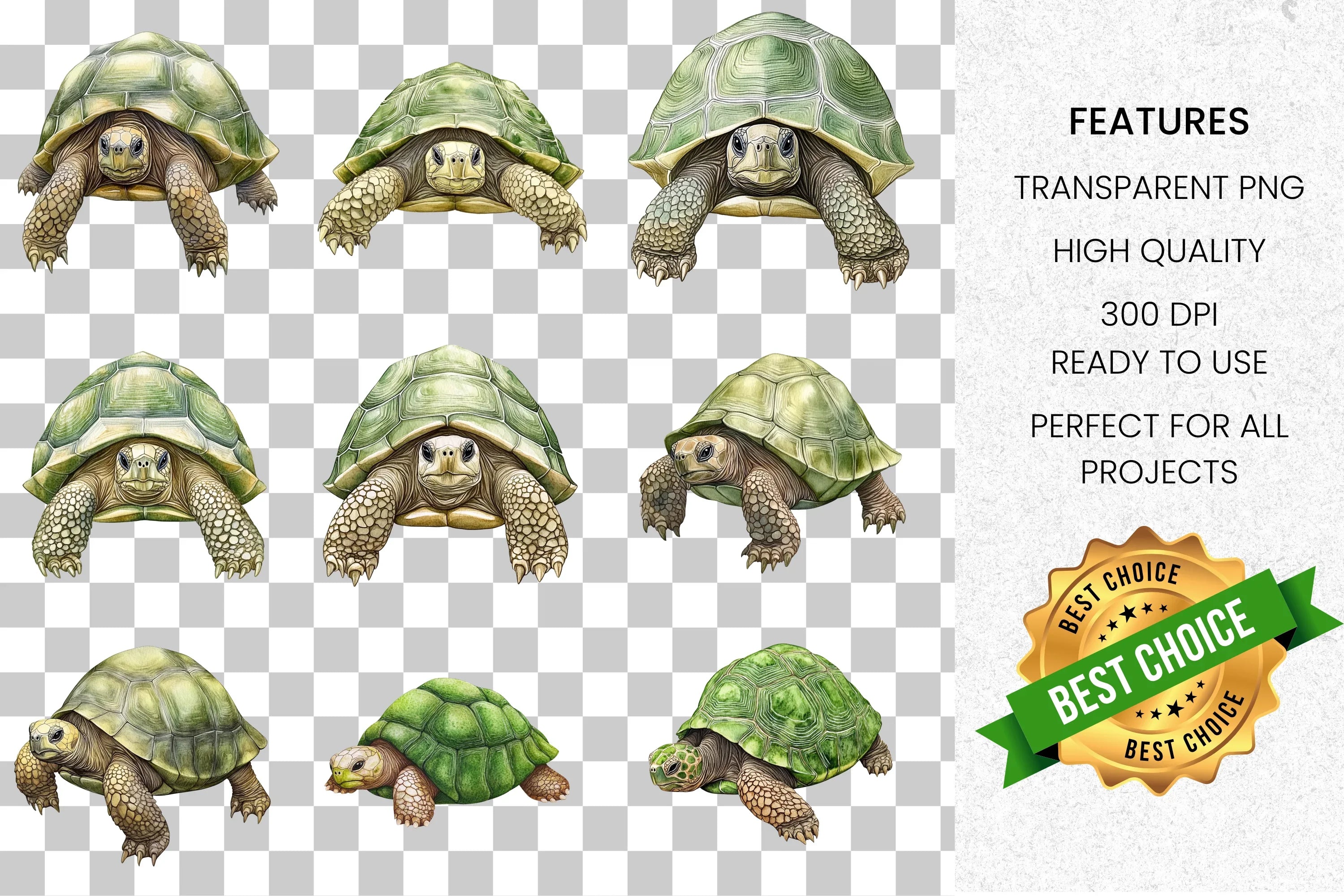 Realistic Turtle Tortoise Clipart Bundle