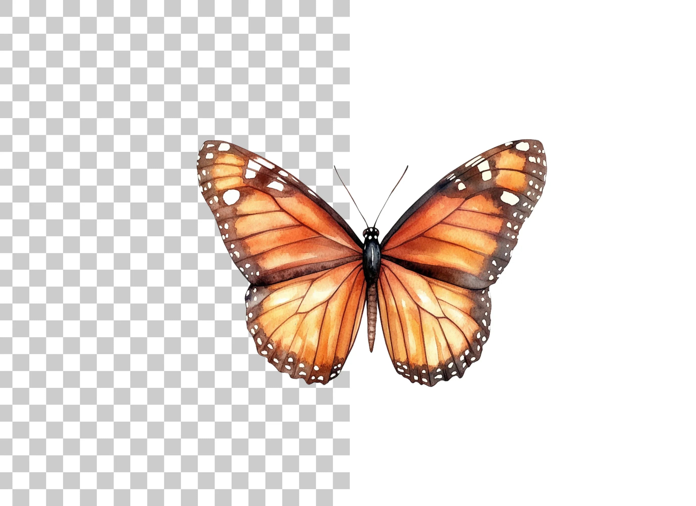 Monarch Butterfly Clipart Bundle