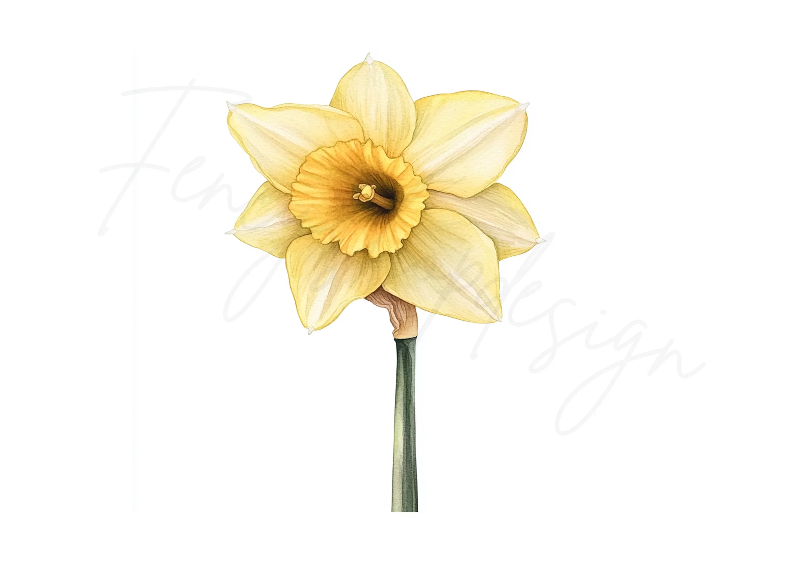 Daffodil Clipart Bundle