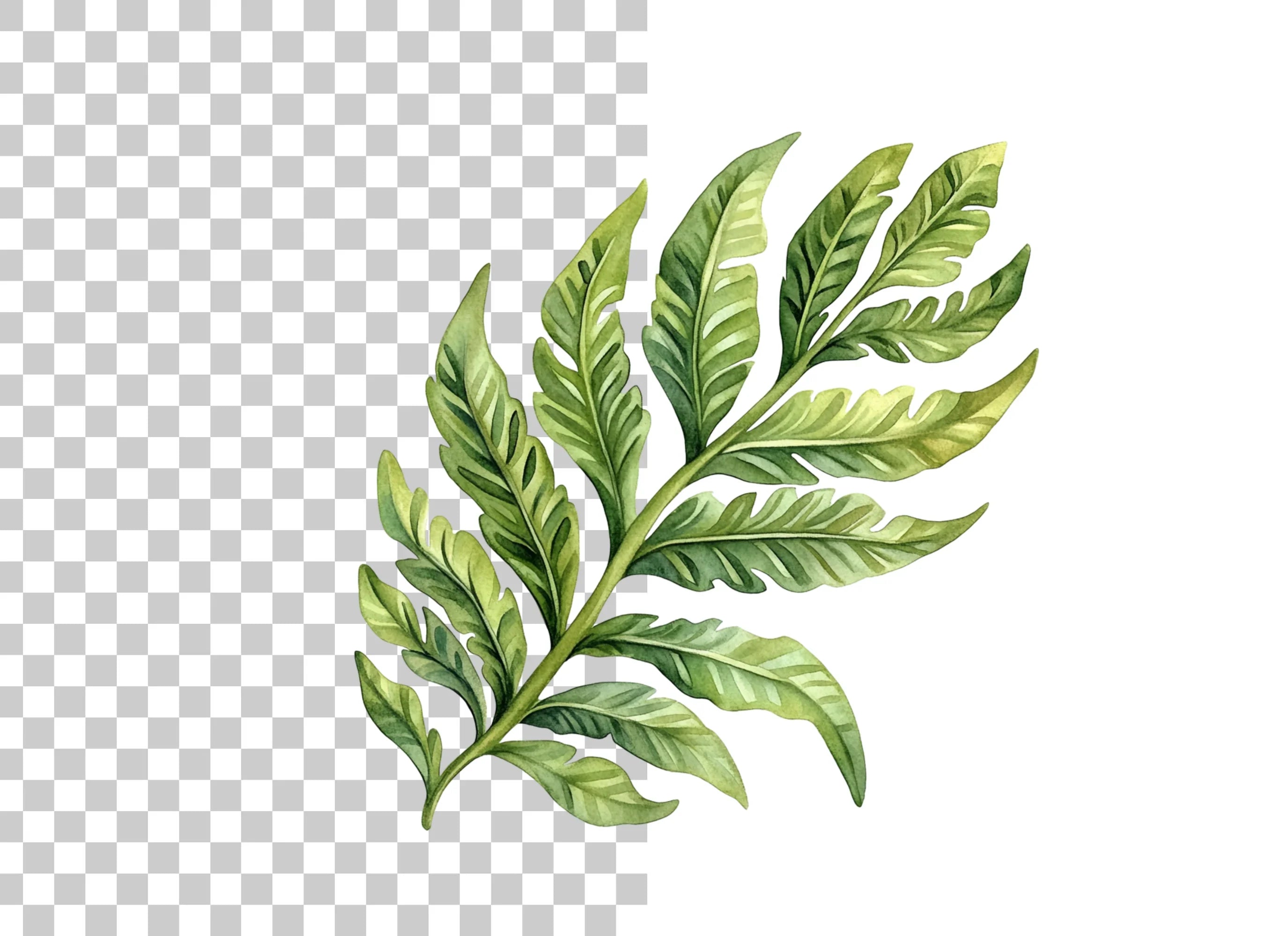Fern Leaves Clipart Bundle